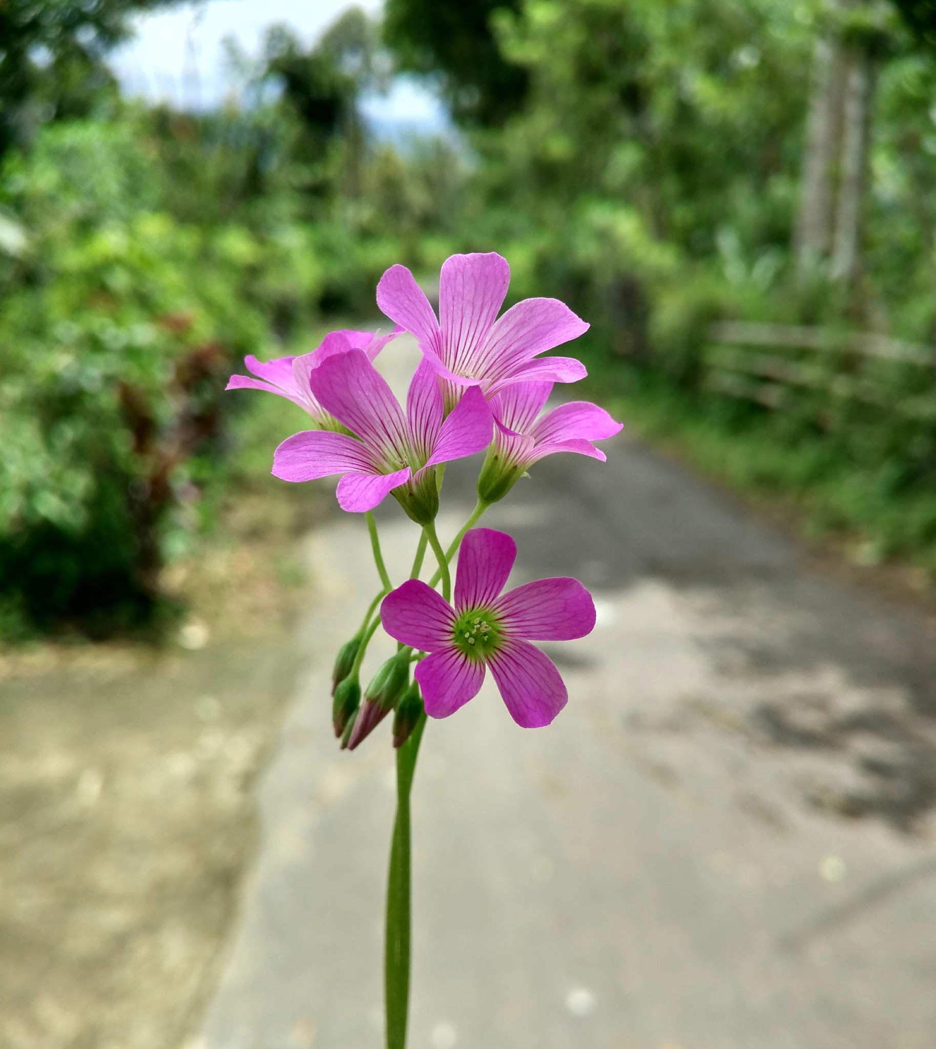 Xiaomi Mi-4c sample photo
