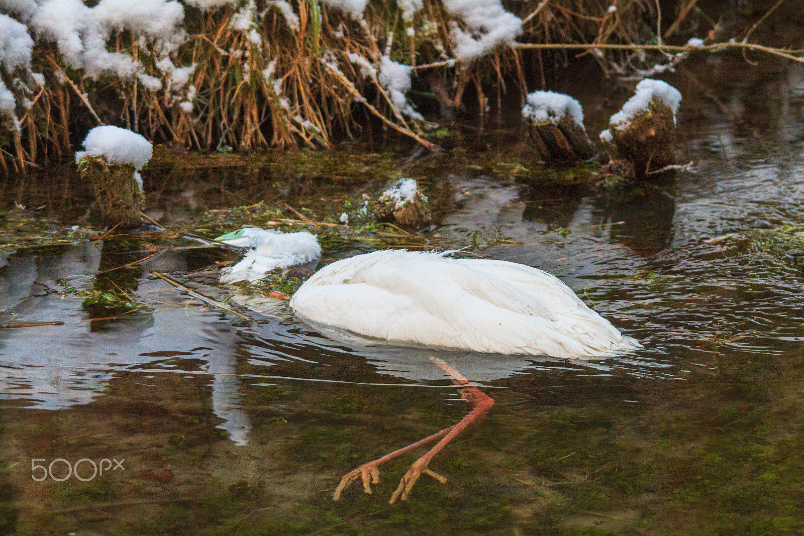 Canon EOS 7D + Sigma 150-500mm F5-6.3 DG OS HSM sample photo. Farewell great white heron photography