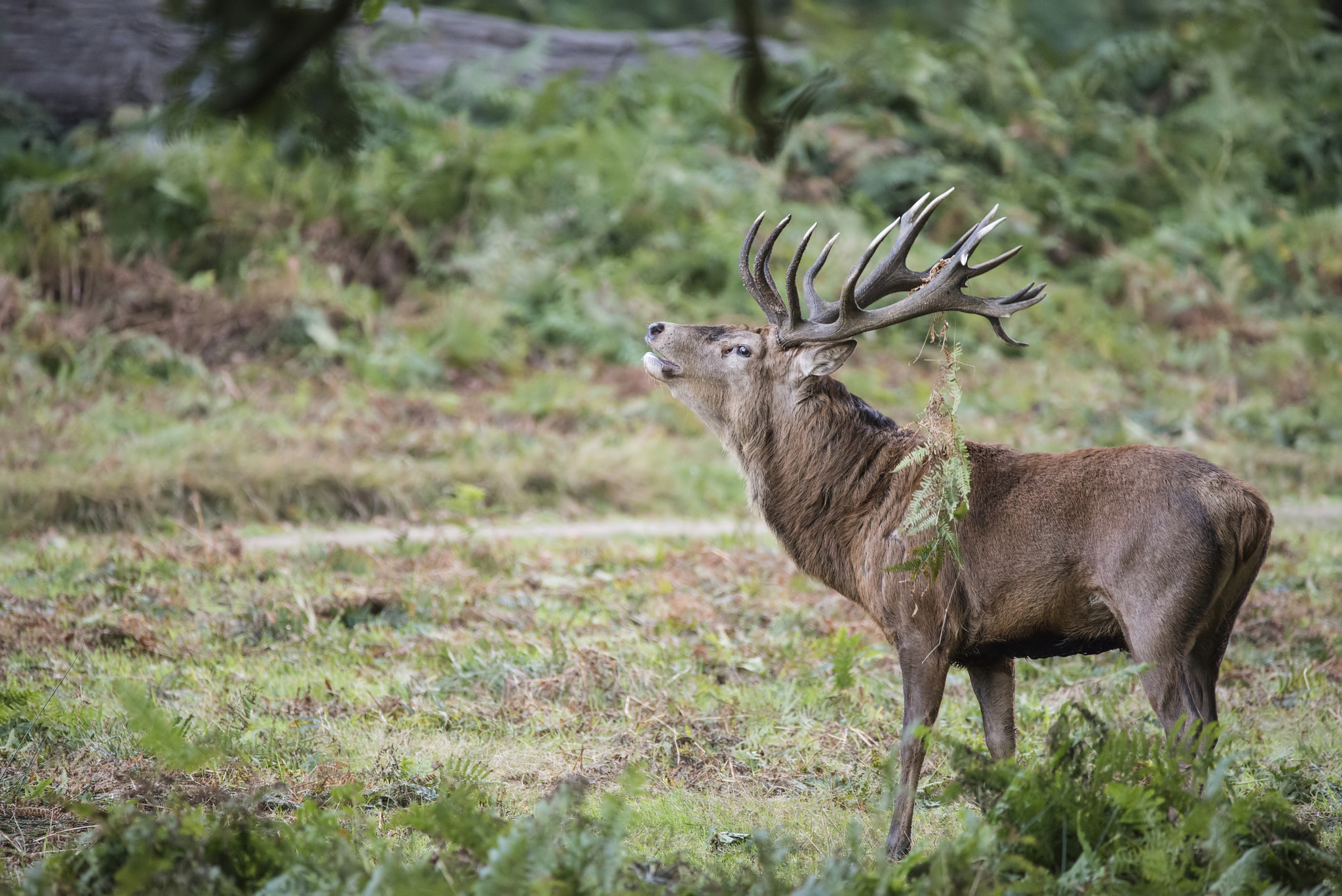 Sigma 150-600mm F5-6.3 DG OS HSM | C sample photo. Majestic powerful red deer stag cervus elaphus in forest landsca photography
