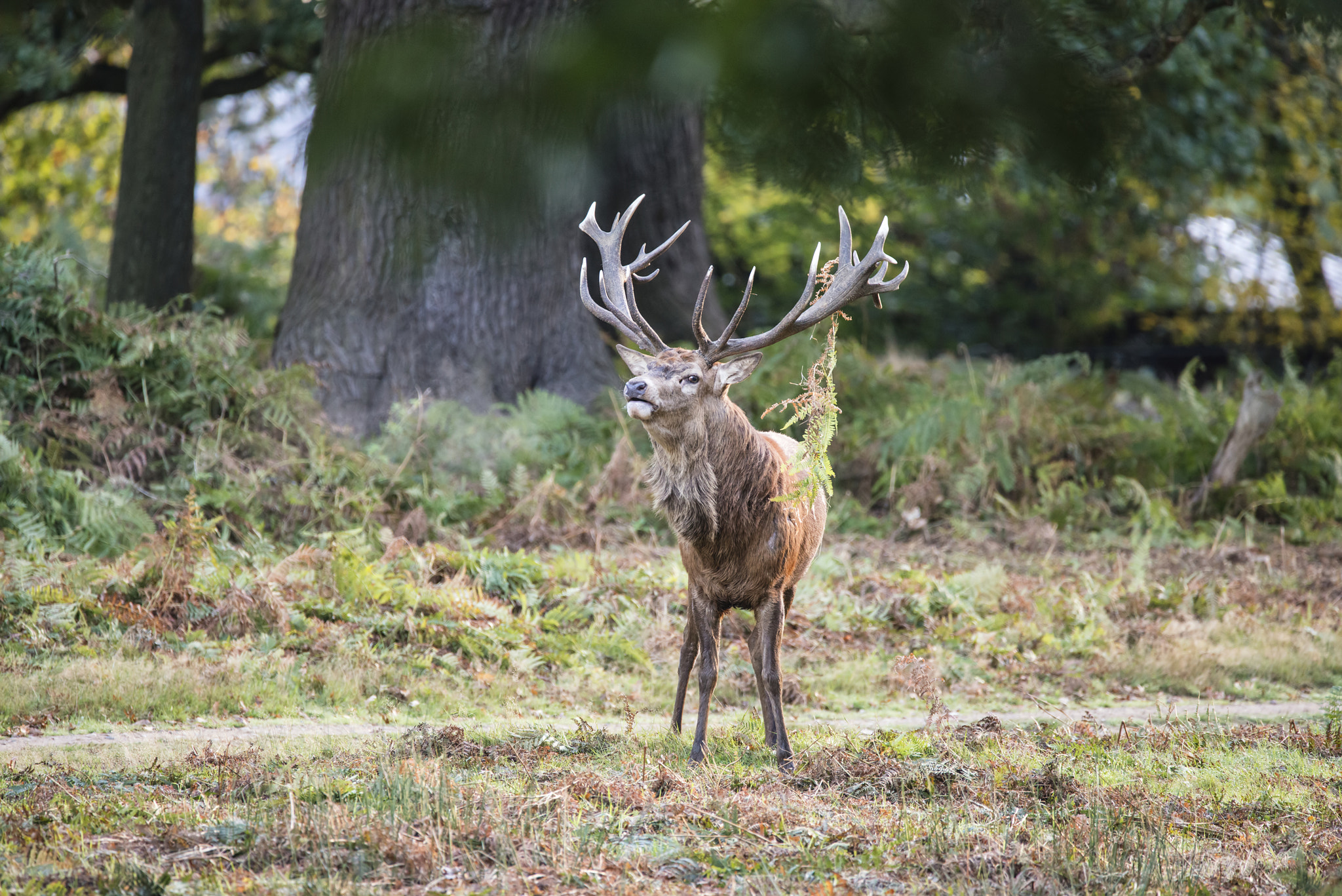 Sigma 150-600mm F5-6.3 DG OS HSM | C sample photo. Majestic powerful red deer stag cervus elaphus in forest landsca photography