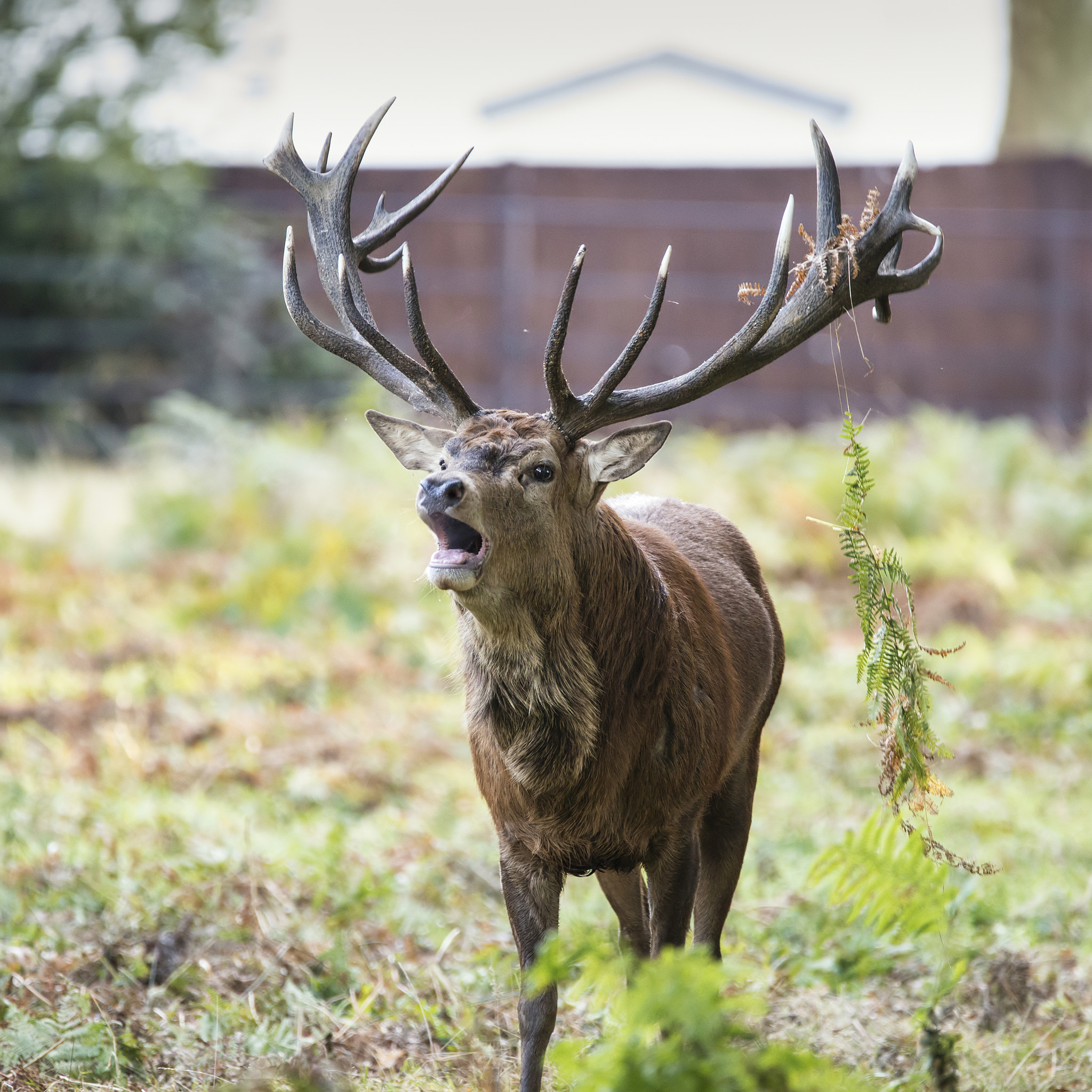 Sigma 150-600mm F5-6.3 DG OS HSM | C sample photo. Majestic powerful red deer stag cervus elaphus in forest landsca photography
