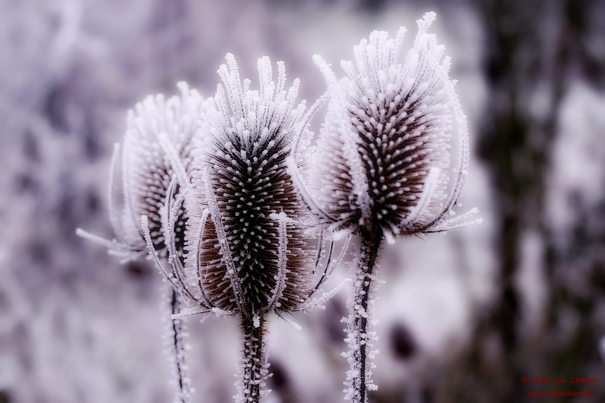 Canon EF-S 60mm F2.8 Macro USM sample photo. White teasel photography