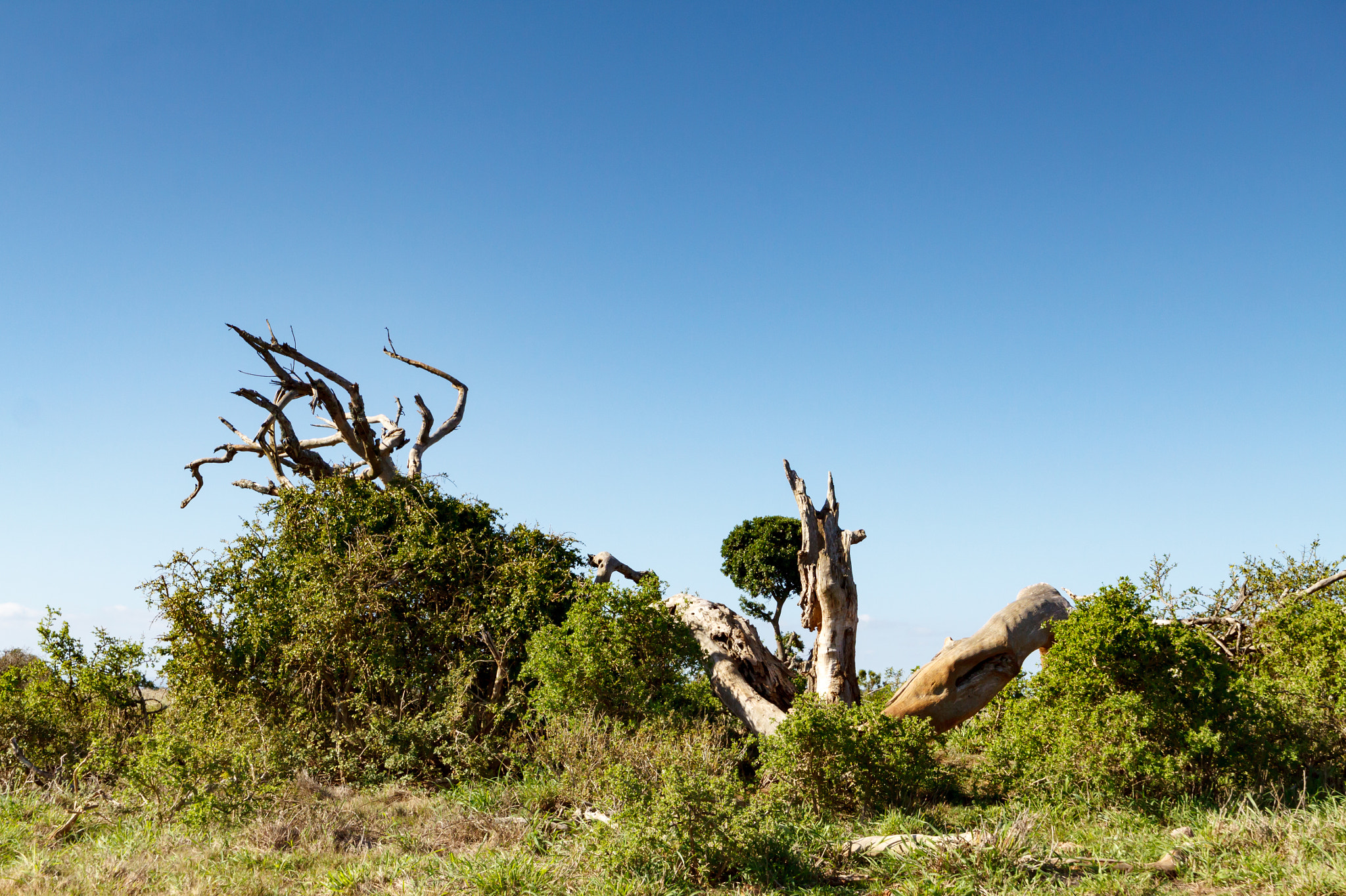 Canon EF 300mm f/2.8L sample photo. Big branches from a tree destroyed photography