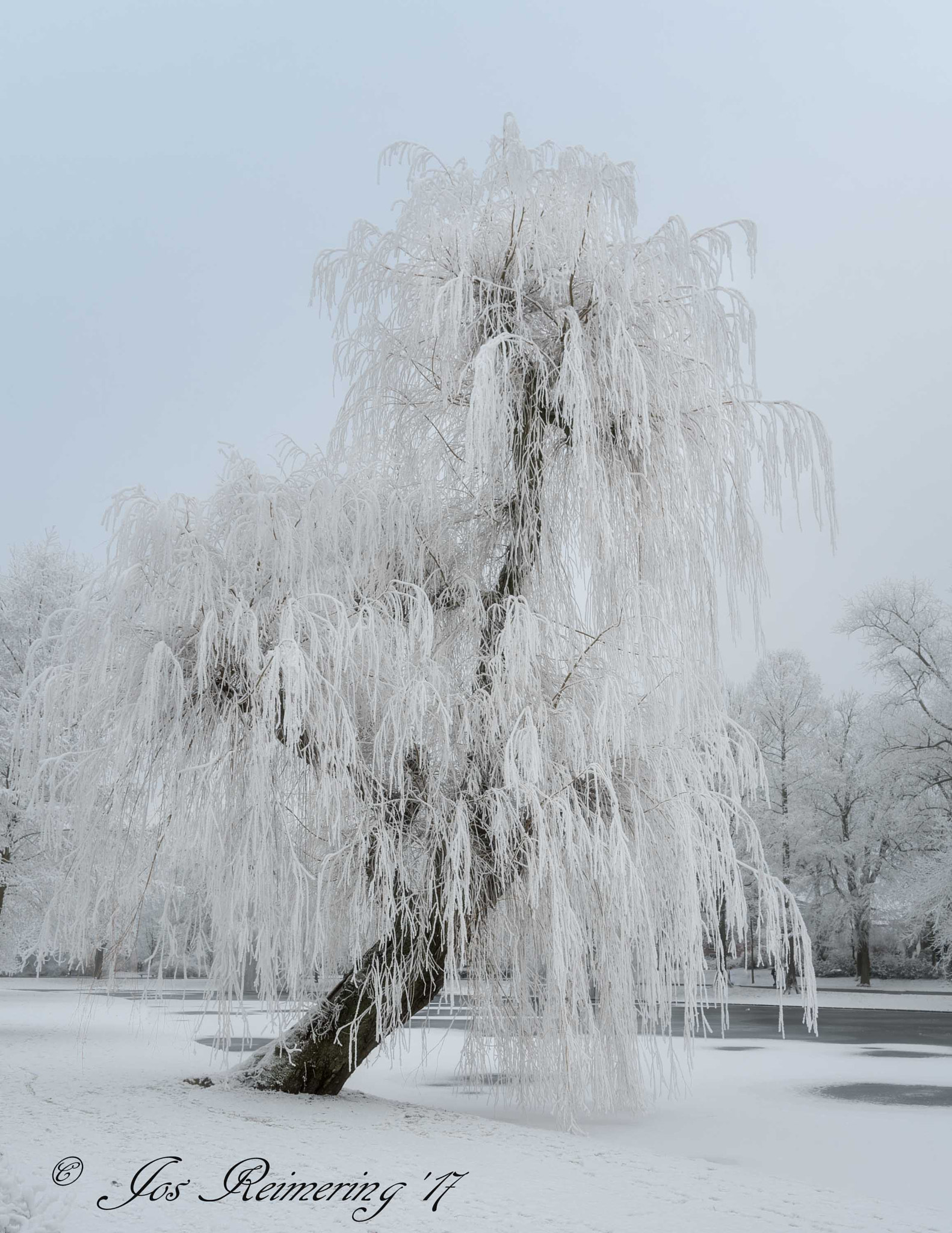 Nikon D500 sample photo. Ice tree photography