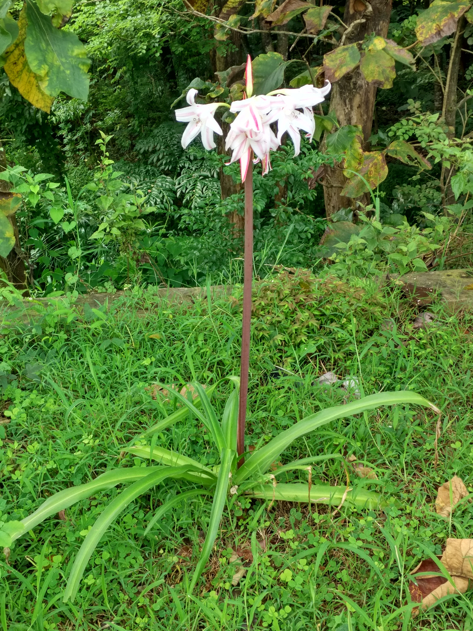 Xiaomi Mi-4c sample photo