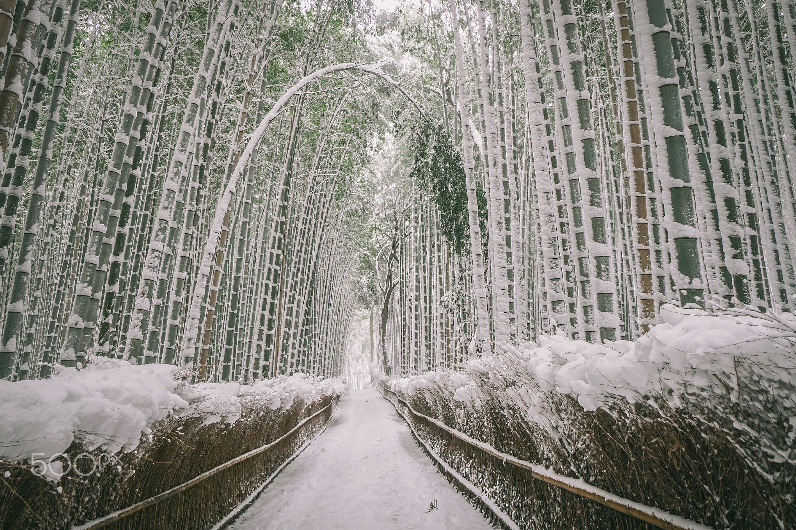 Sony a6300 sample photo. Banboo forest kyoto japan photography