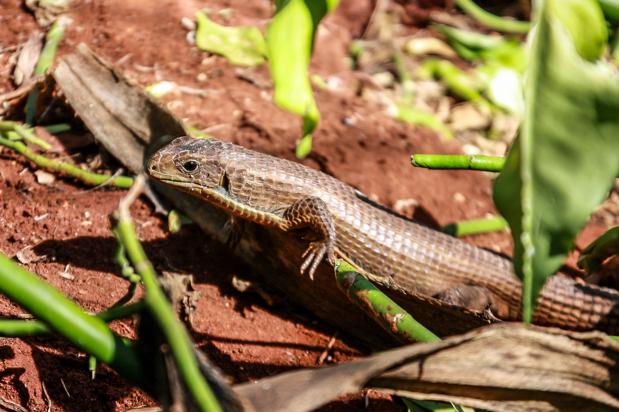 Canon EF-S 17-55mm F2.8 IS USM sample photo. Reptile, zanzibar photography