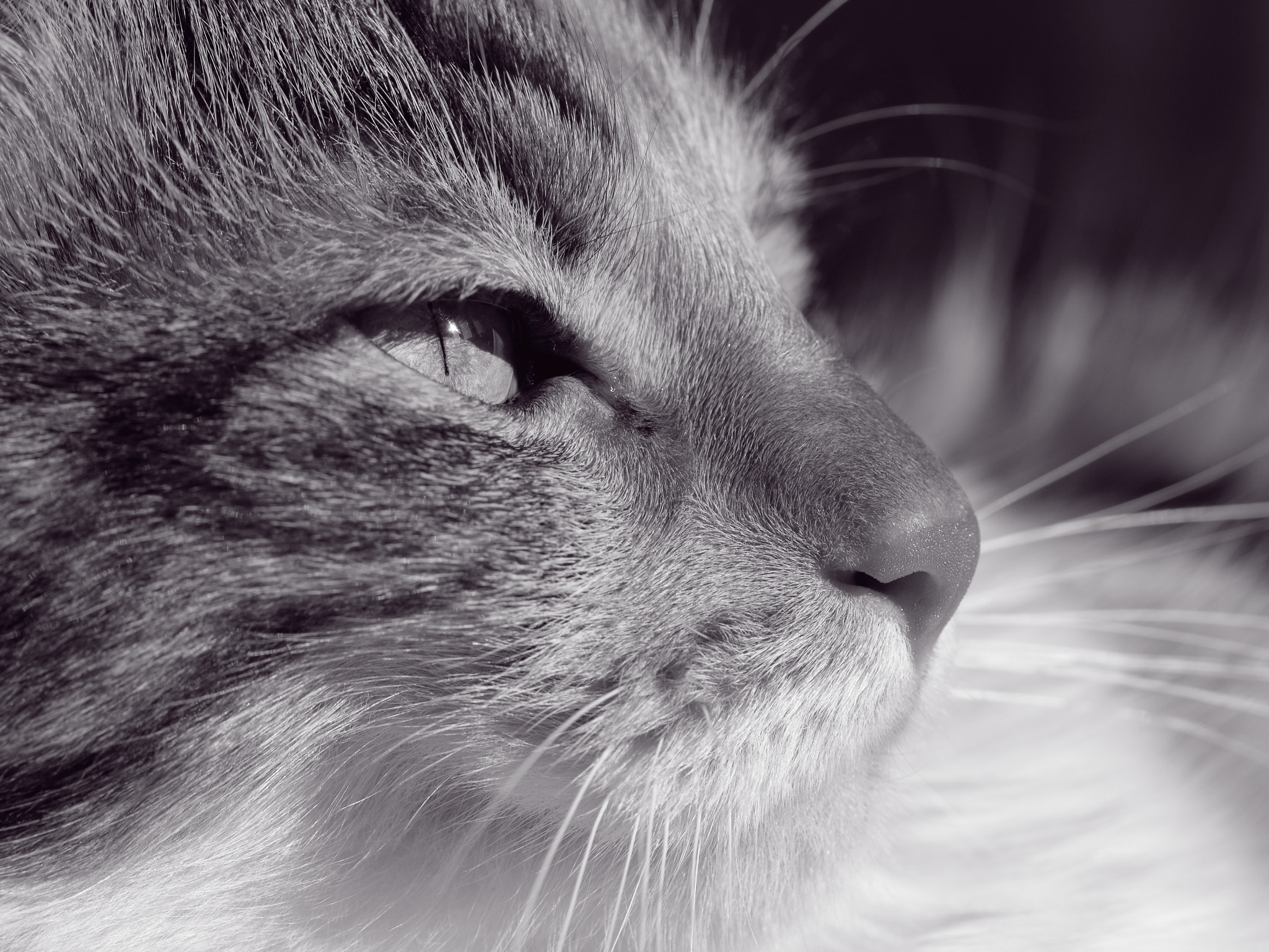 Canon EF-S 60mm F2.8 Macro USM sample photo. На Слънце, Част 3 photography