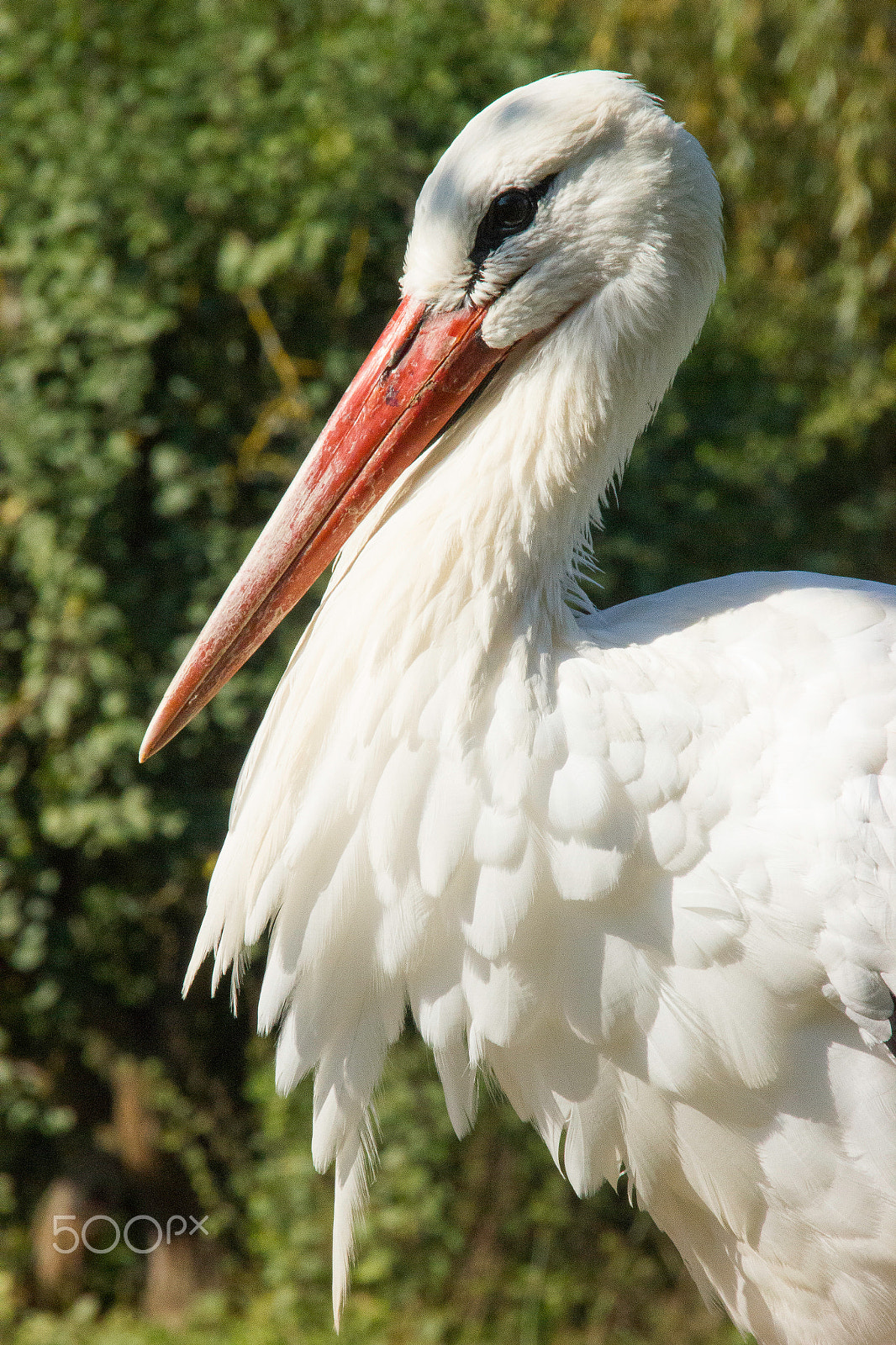 Sigma 18-250mm F3.5-6.3 DC OS HSM sample photo. Graceful photography