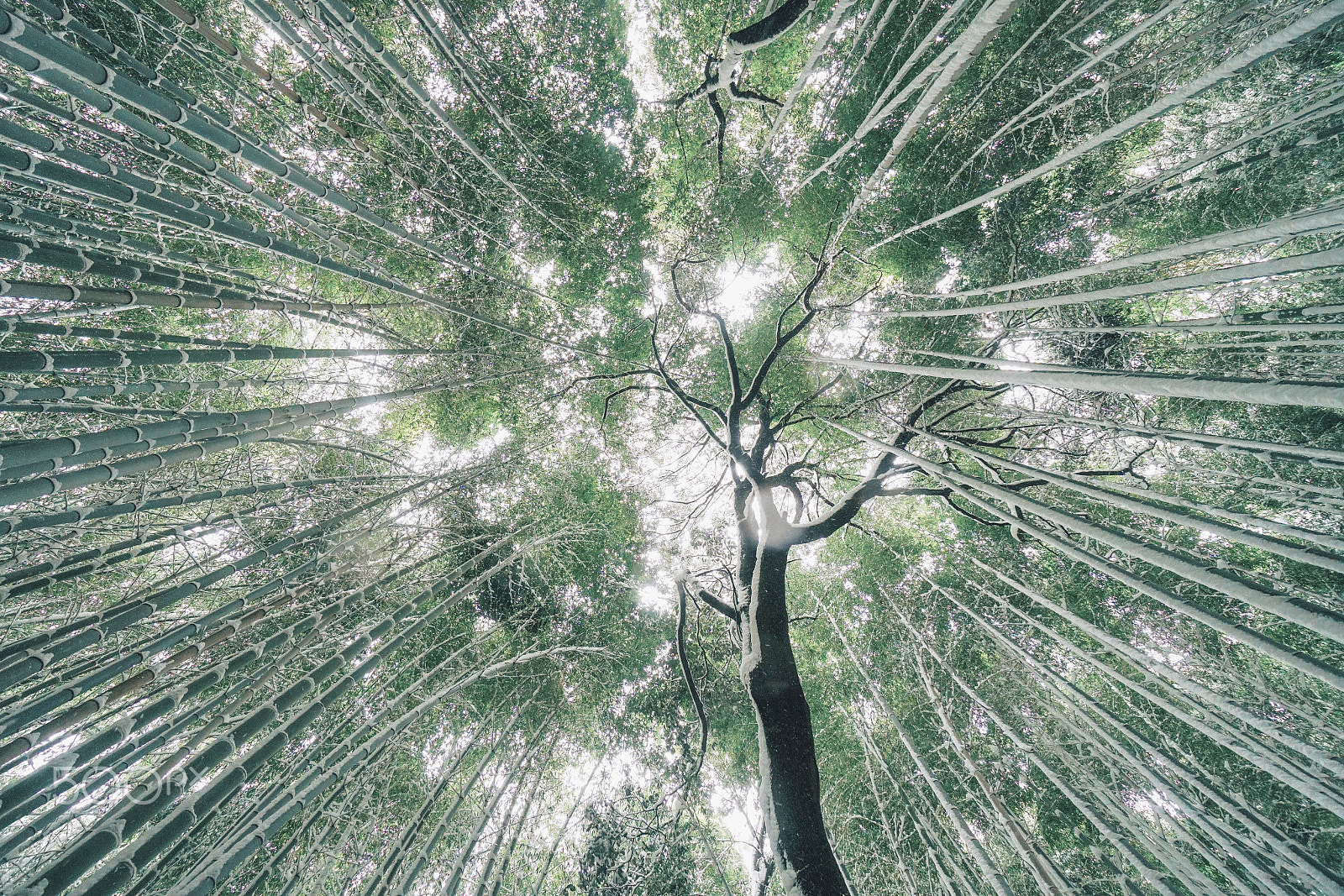 Sony a6300 + Sony E 10-18mm F4 OSS sample photo. Banboo forest kyoto japan photography