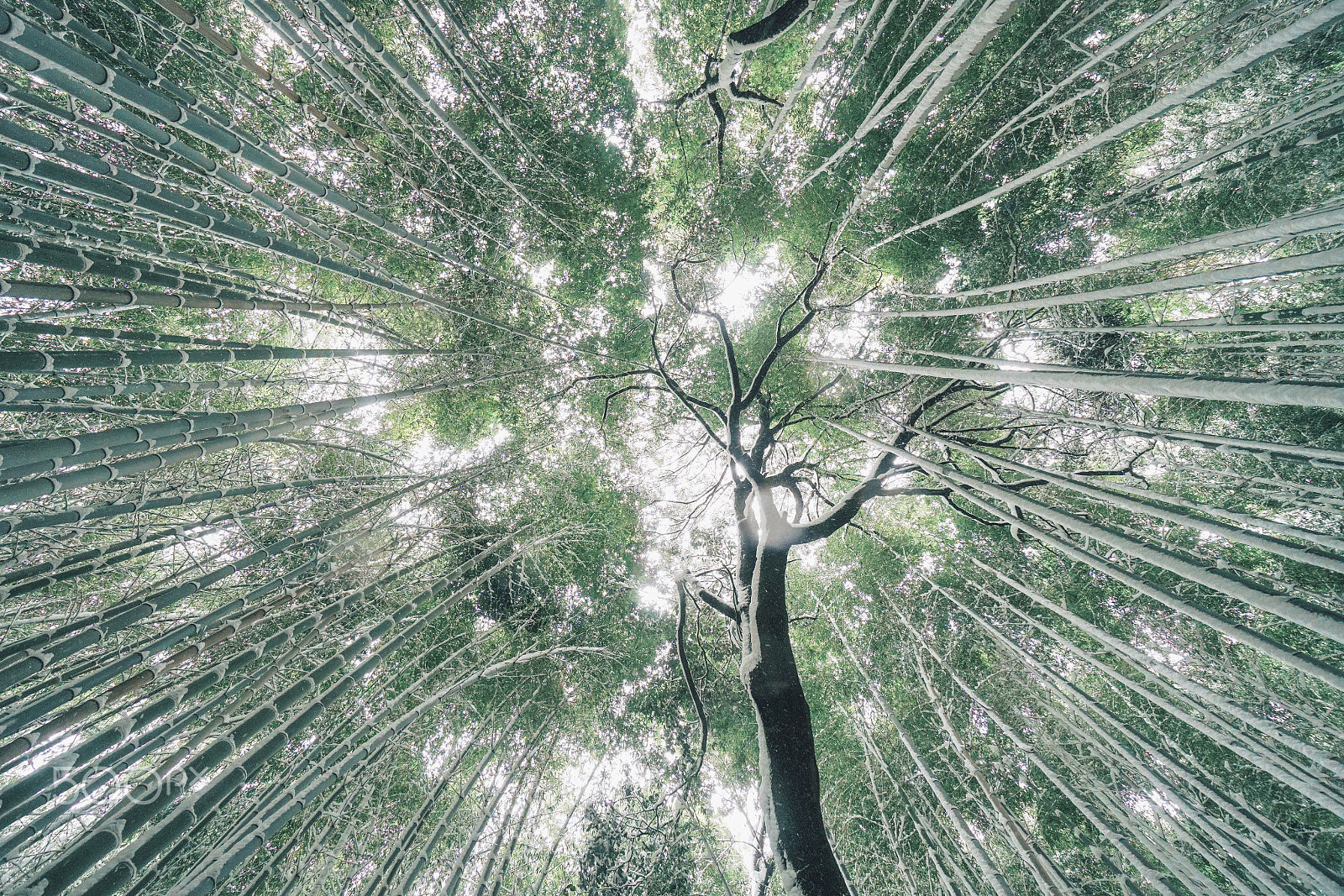 Sony a6300 sample photo. Banboo forest kyoto japan photography