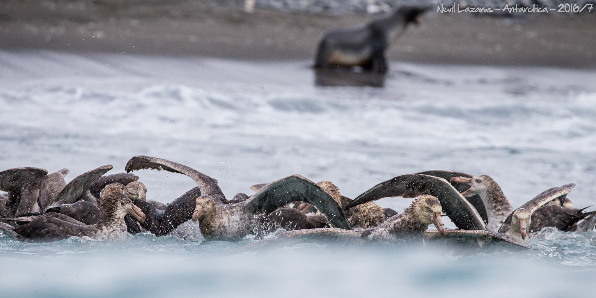 Canon EOS-1D X + Canon EF 200-400mm F4L IS USM Extender 1.4x sample photo. Giant petrels after feast photography
