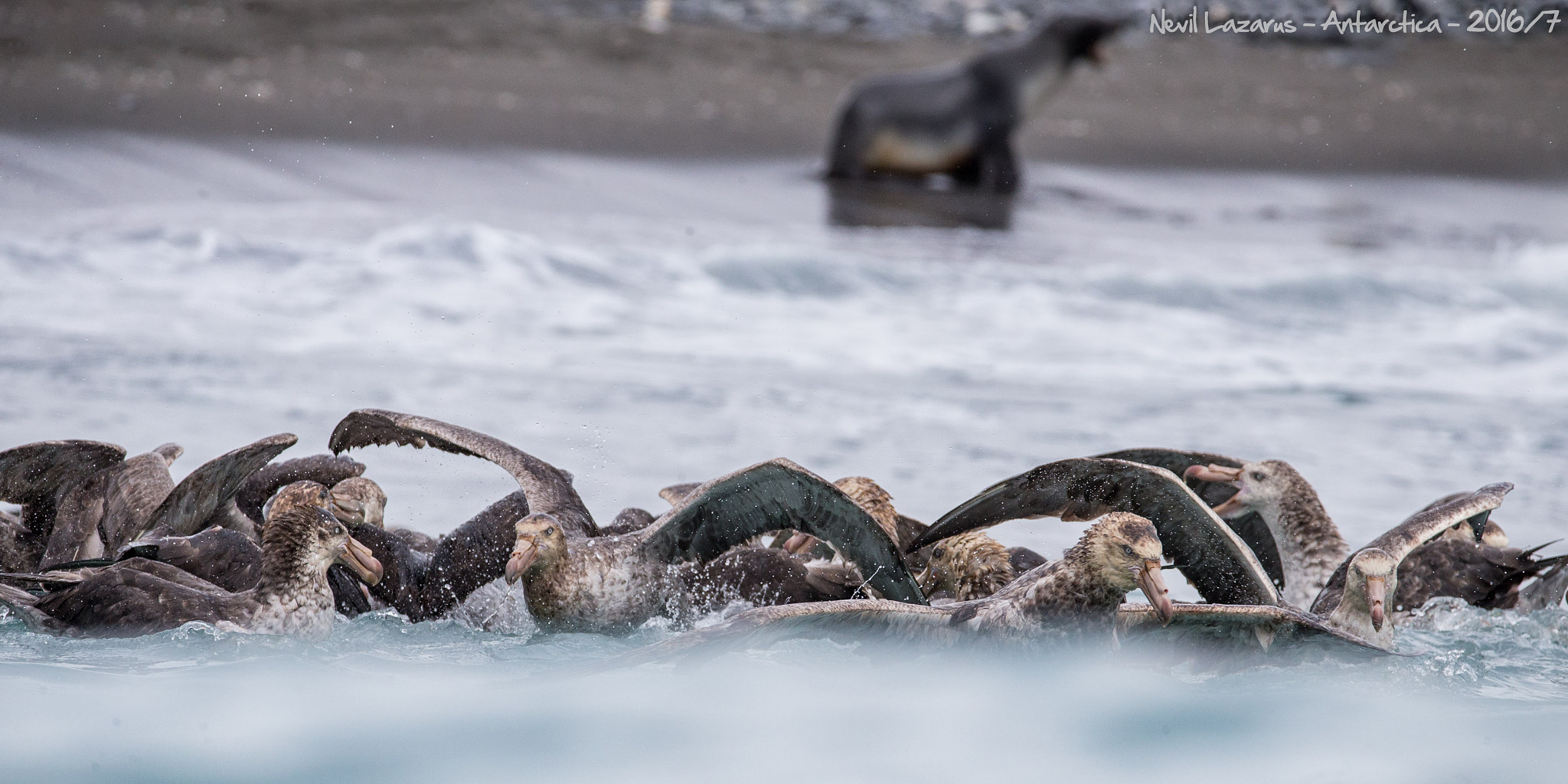 Canon EF 200-400mm F4L IS USM Extender 1.4x sample photo. Giant petrels after feast photography