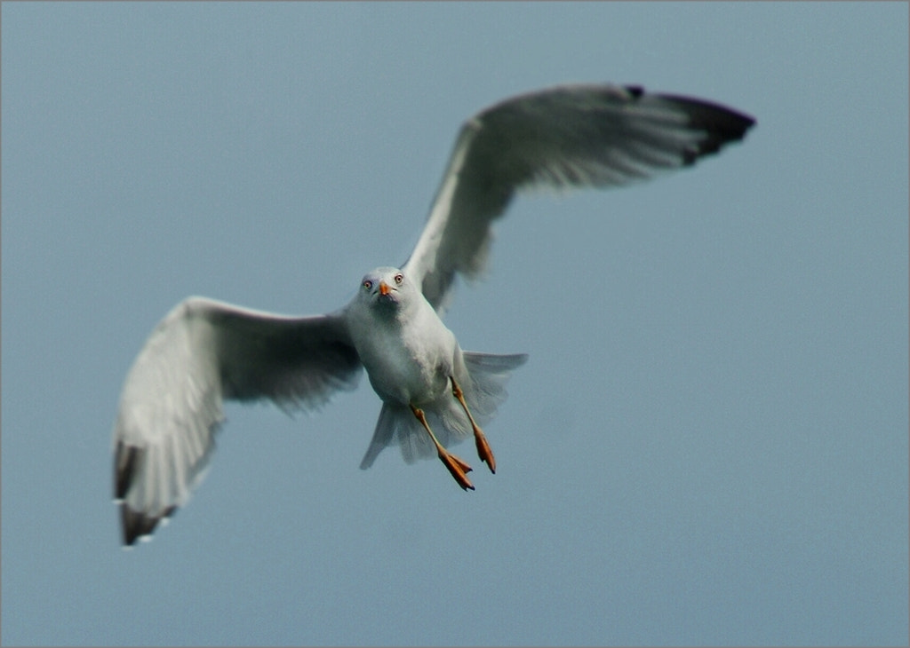 Sony Alpha DSLR-A290 sample photo. My thoughts fly off into the distance photography