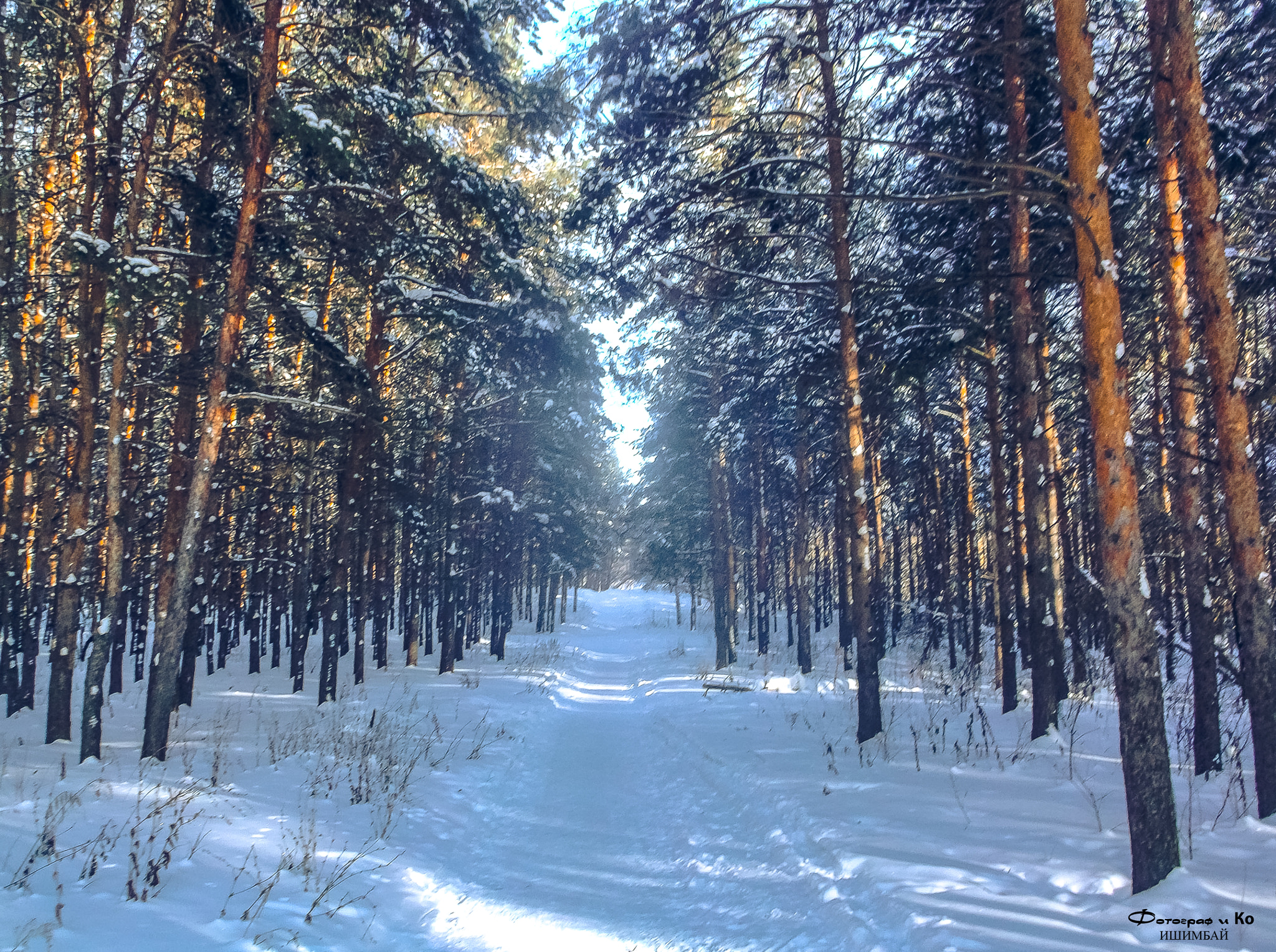 Fujifilm FinePix AX650 sample photo. Winter forest photography