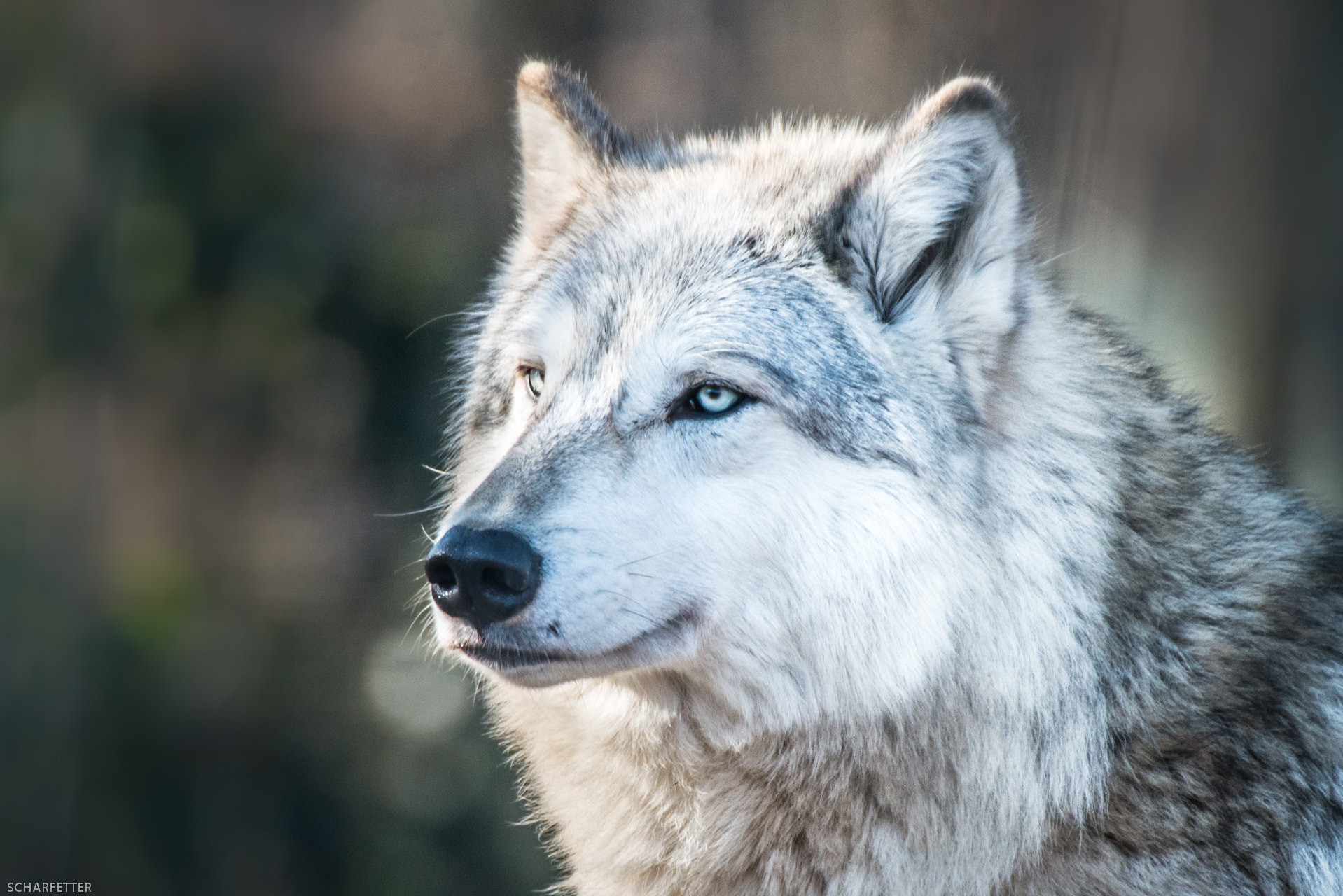 Sigma 50-500mm F4.5-6.3 DG OS HSM sample photo. Arctic wolf photography
