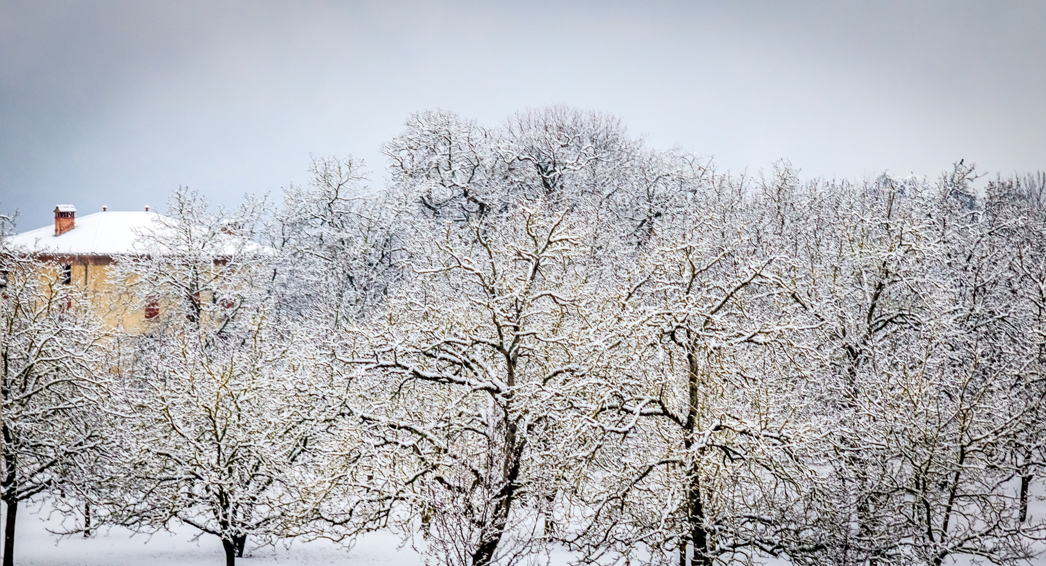 Canon EF 24-85mm F3.5-4.5 USM sample photo. Walnut fields (vinay - isère - france) photography