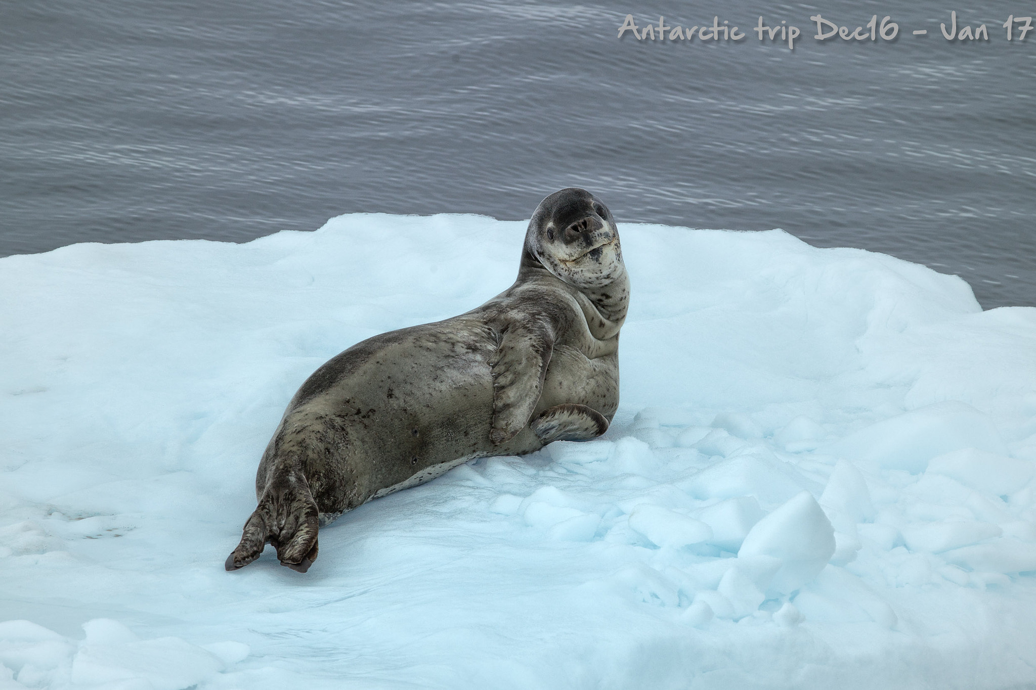 Canon EF 200-400mm F4L IS USM Extender 1.4x sample photo. Leopard seal photography