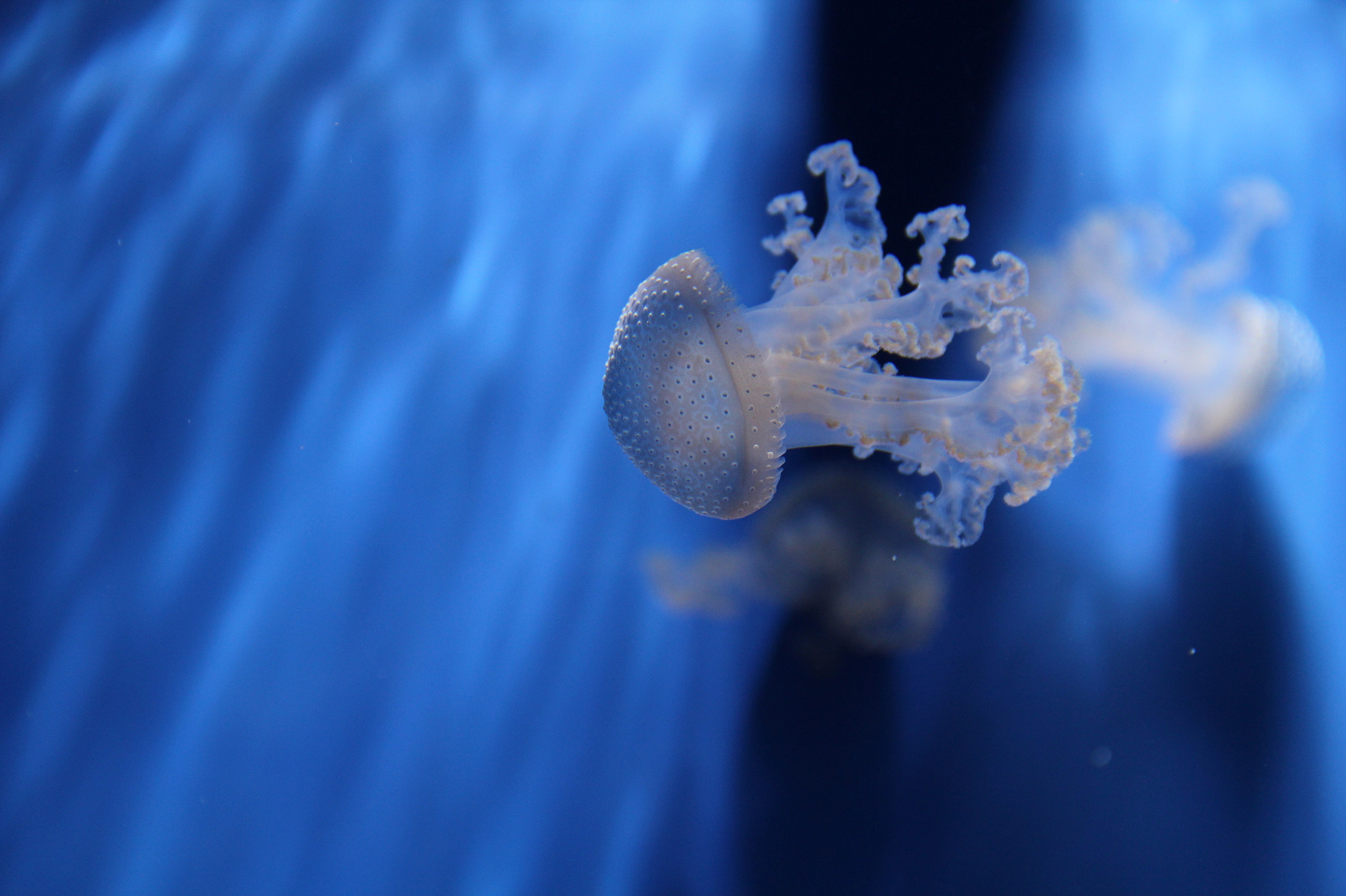 Canon EF-S 18-135mm F3.5-5.6 IS sample photo. Underwater  photography