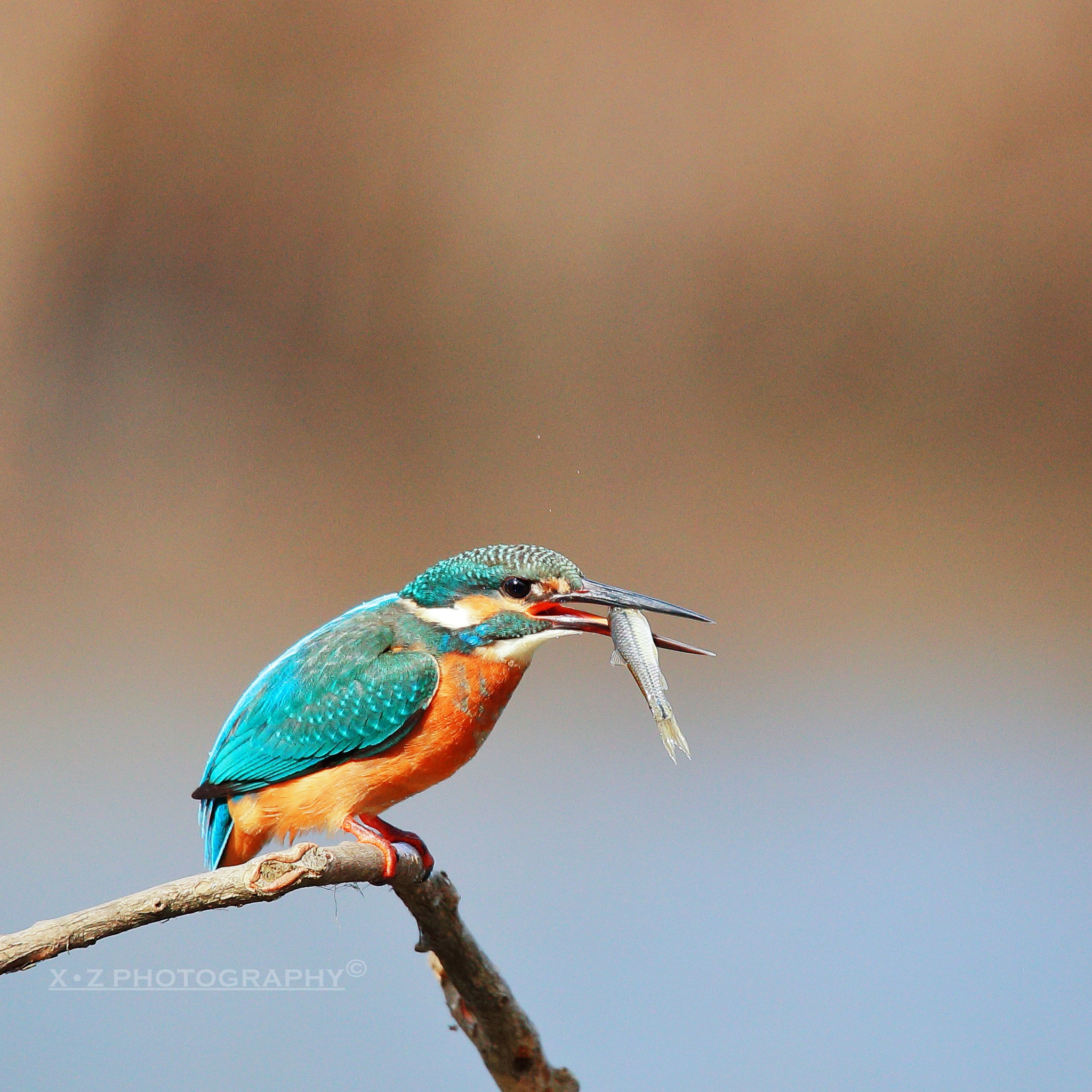Canon EOS-1D X Mark II sample photo. Fishing photography