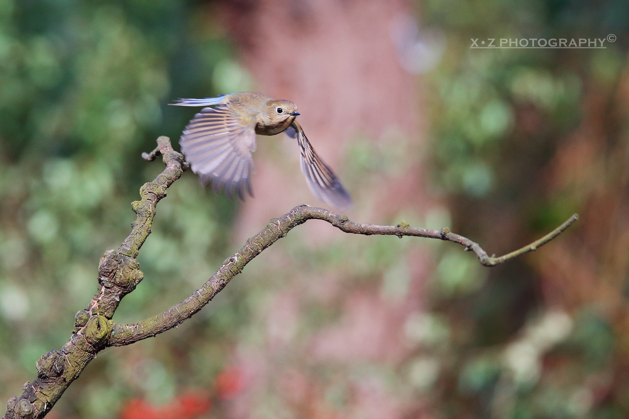 Canon EOS-1D X Mark II sample photo. Flying away photography