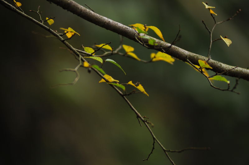Nikon AF-Nikkor 80-200mm F2.8D ED sample photo. 无题 photography
