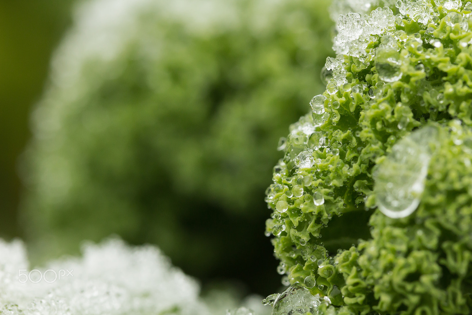 Canon EF-S 60mm F2.8 Macro USM sample photo. Frosted curly kale photography