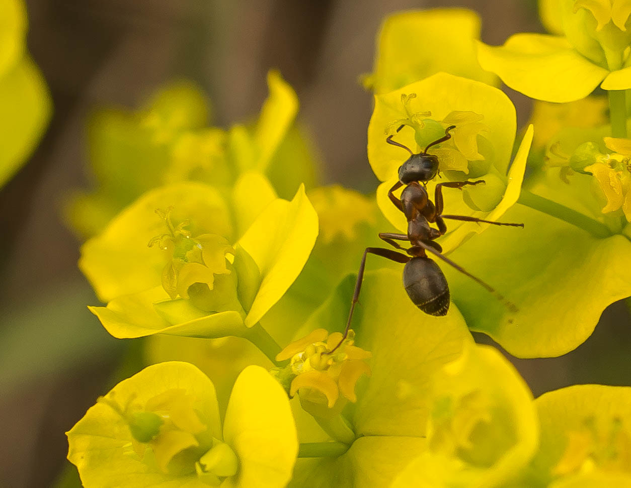 Nikon D800 + Sigma 50mm F2.8 EX DG Macro sample photo. Ant photography