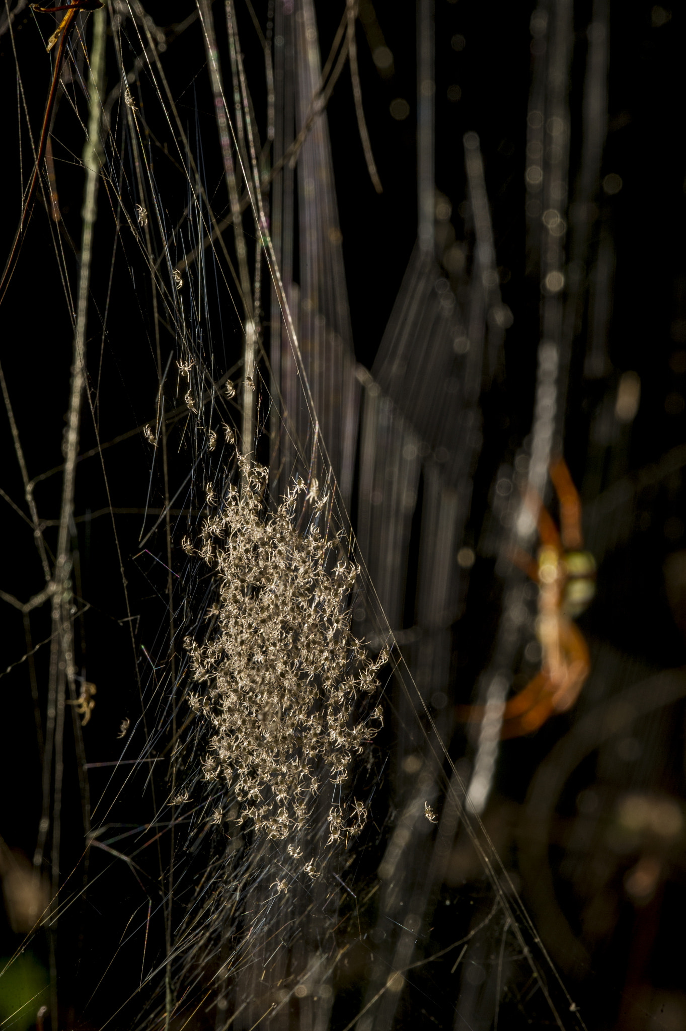 Nikon D3S + Nikon AF Micro-Nikkor 200mm F4D ED-IF sample photo. Spiderlings photography