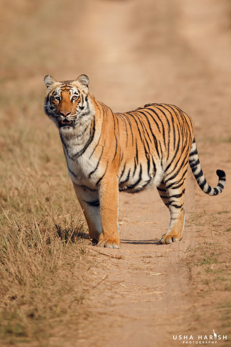 Canon EF 500mm F4L IS II USM sample photo. That deadly stare photography