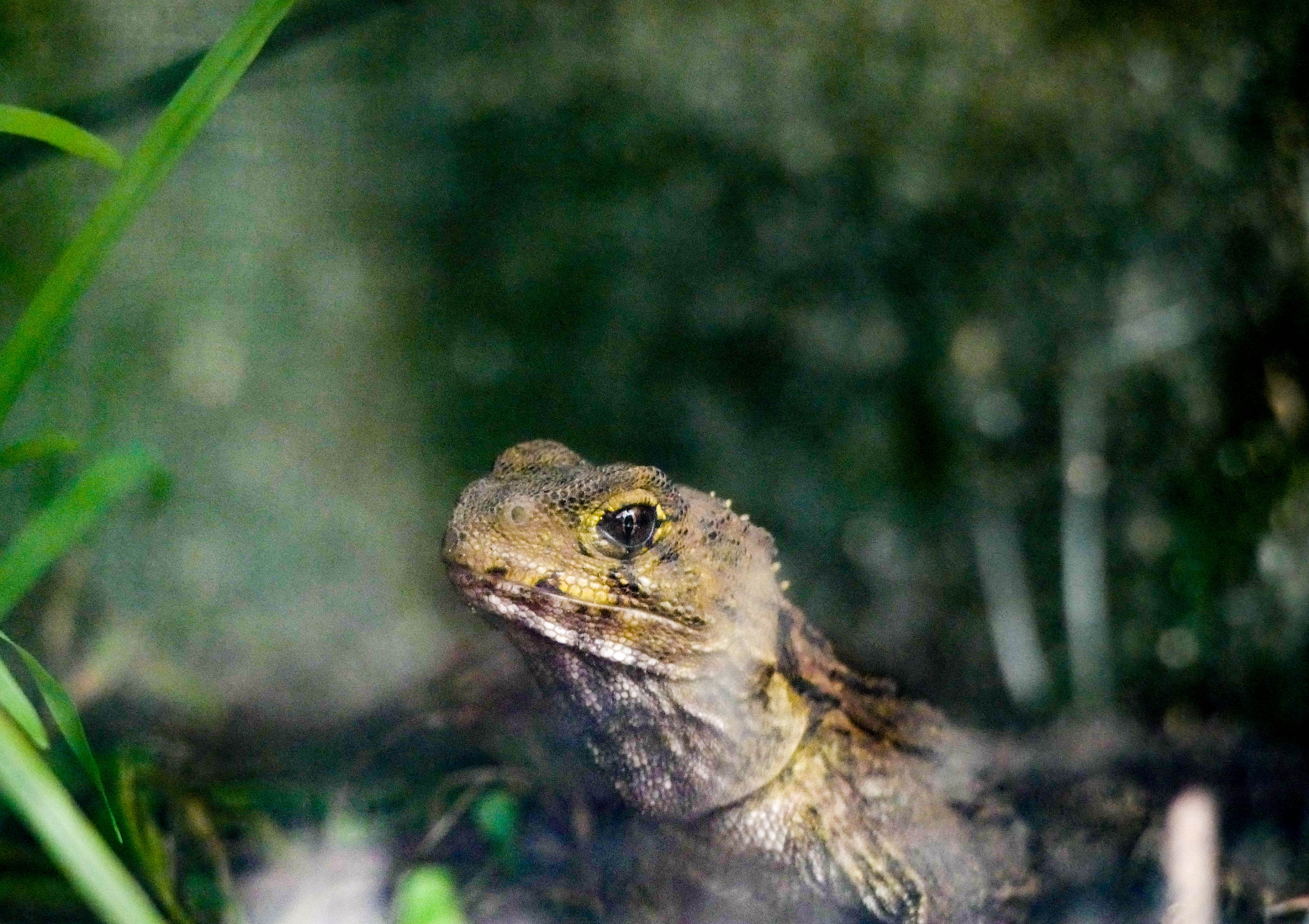 Panasonic Lumix DMC-G7 + Panasonic Lumix G Vario 45-200mm F4-5.6 OIS sample photo. Tuatara creeps photography