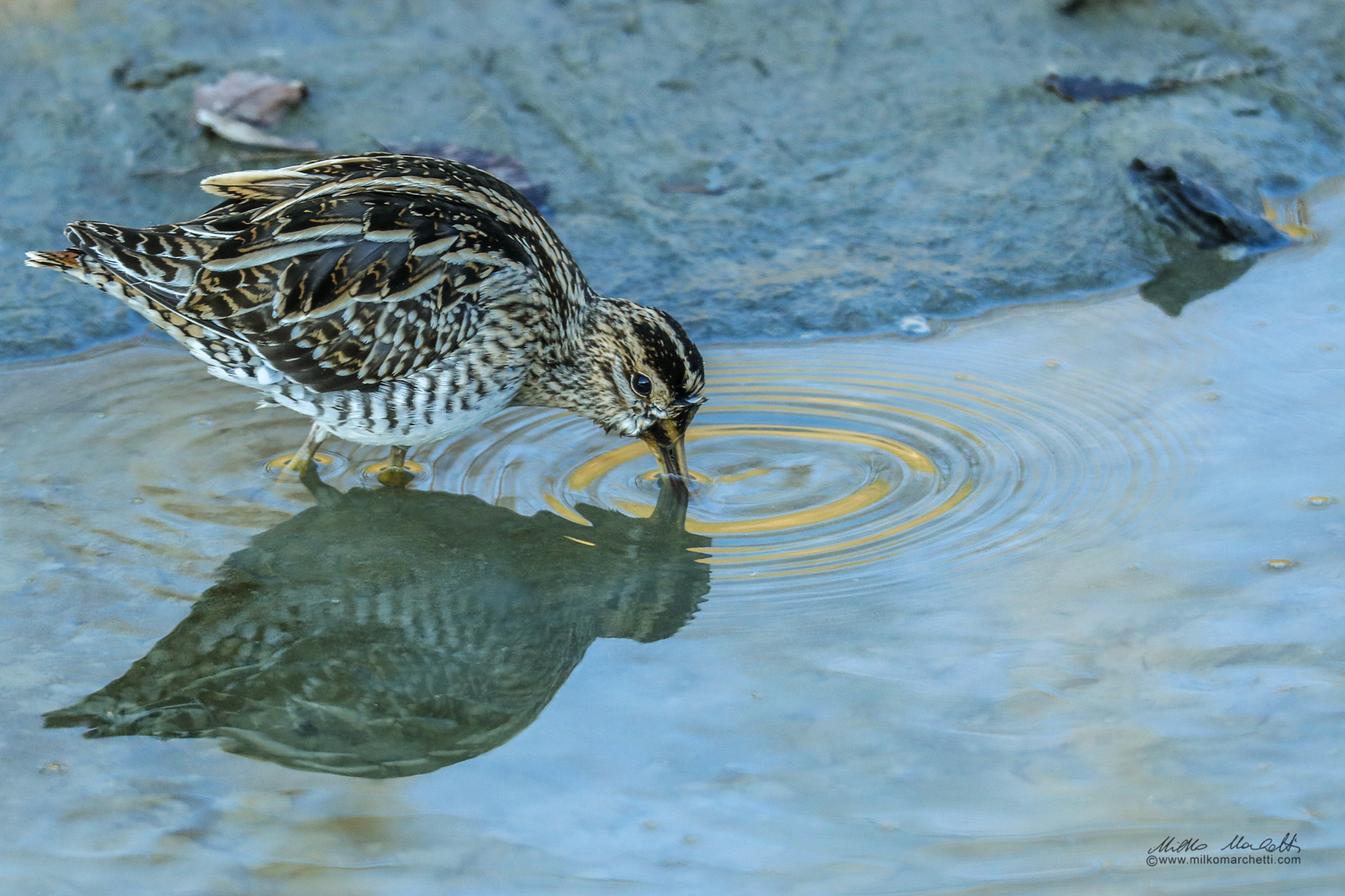 Canon EF 600mm F4L IS USM sample photo. Circles photography