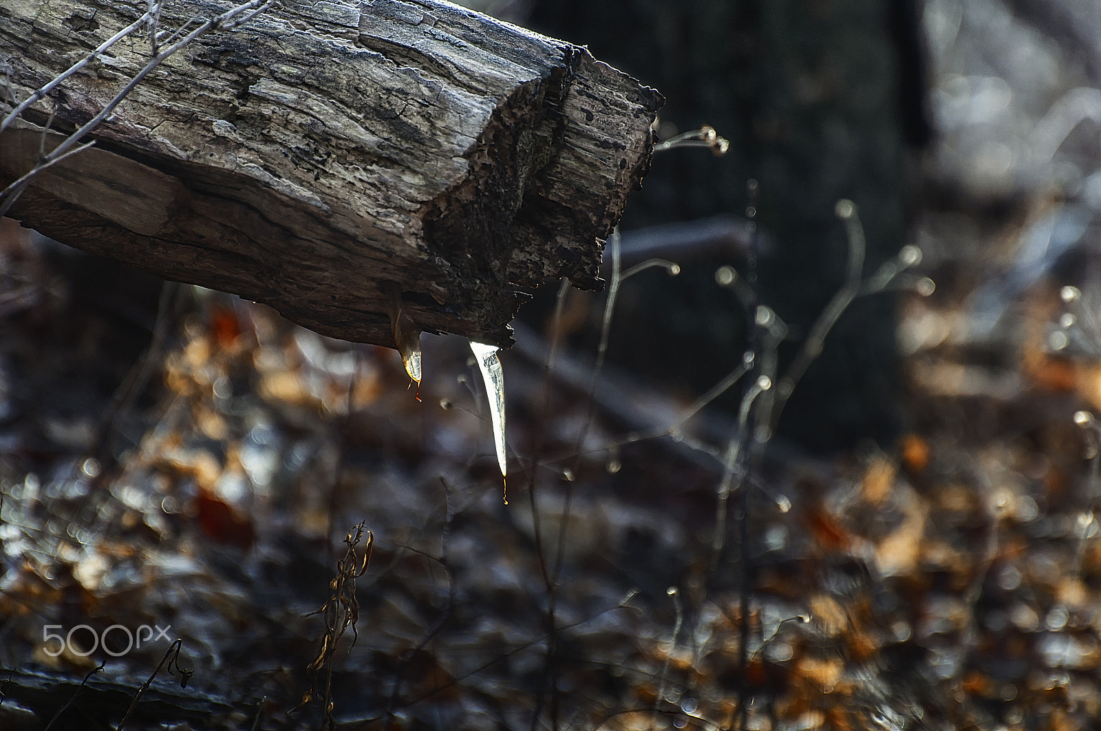 Nikon D5000 sample photo. A single point of light photography