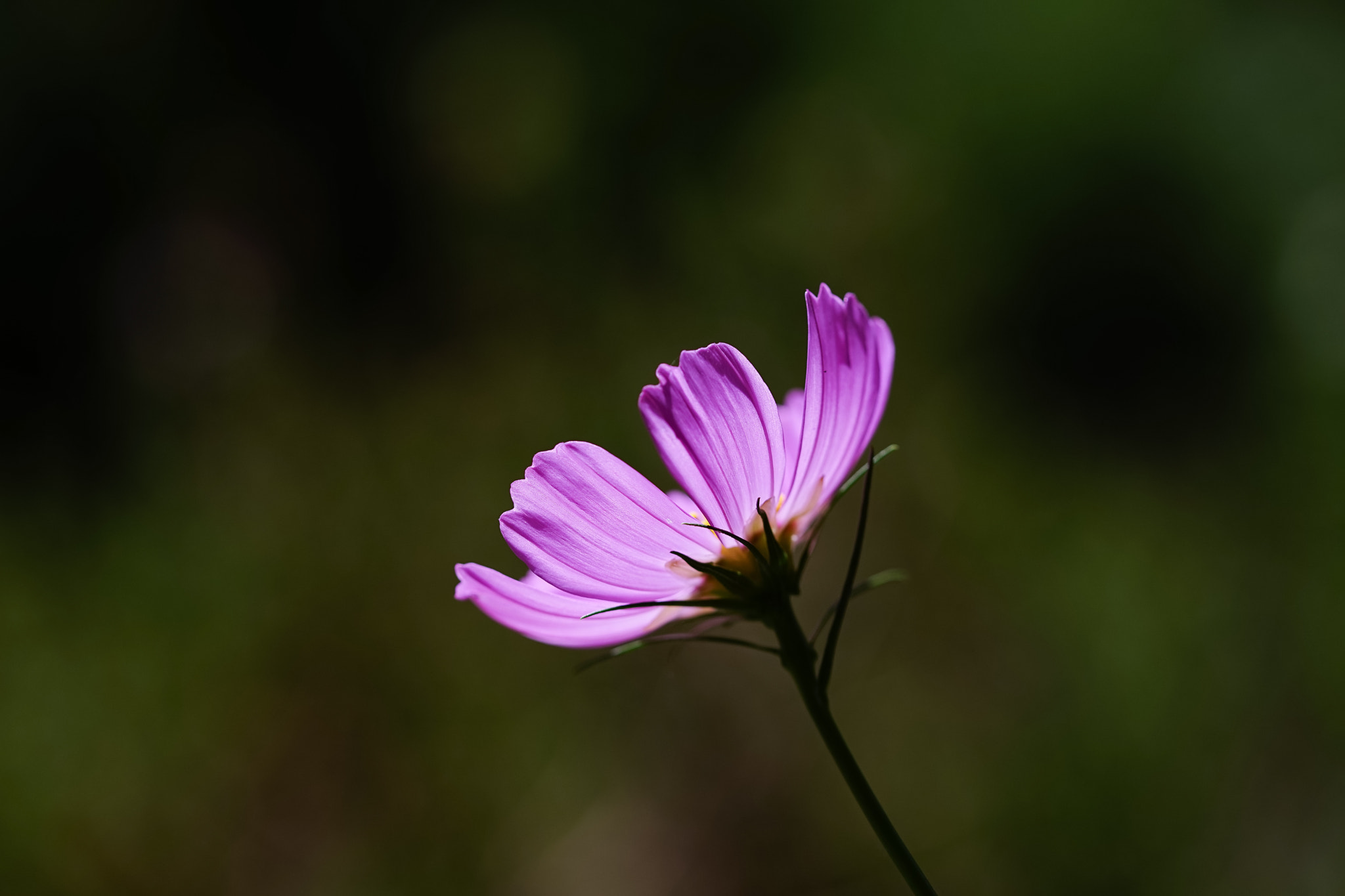 Sony a7 + 105mm F2.8 sample photo. Abg_20170114_01 photography