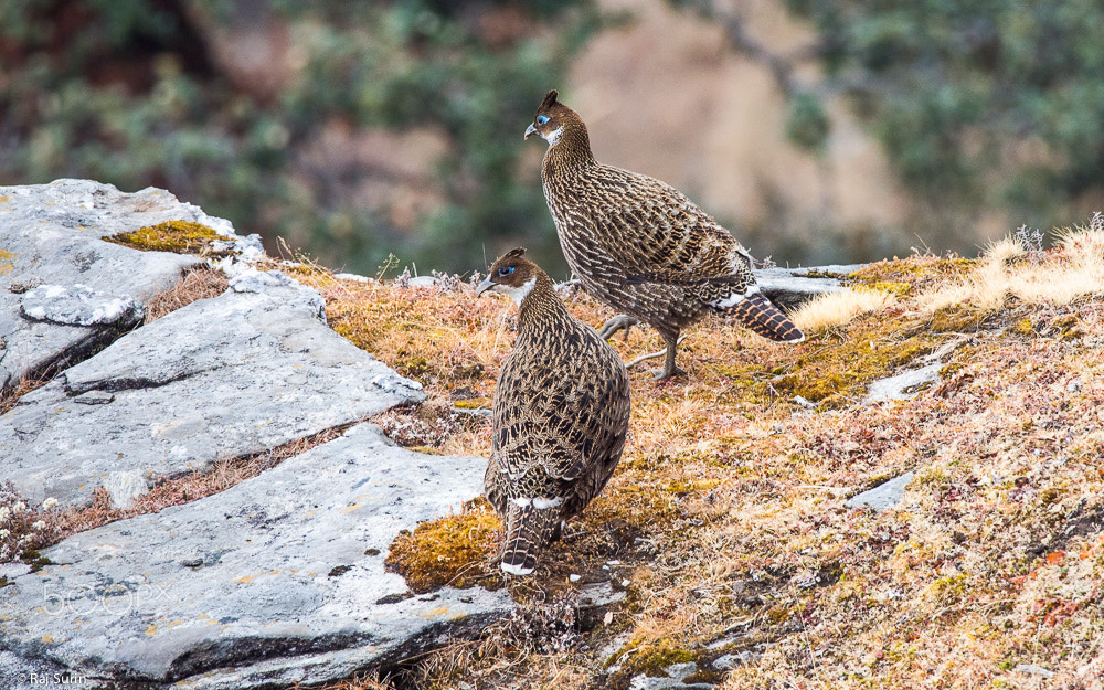 Olympus OM-D E-M5 + M.300mm F4.0 + MC-14 sample photo. Monal photography