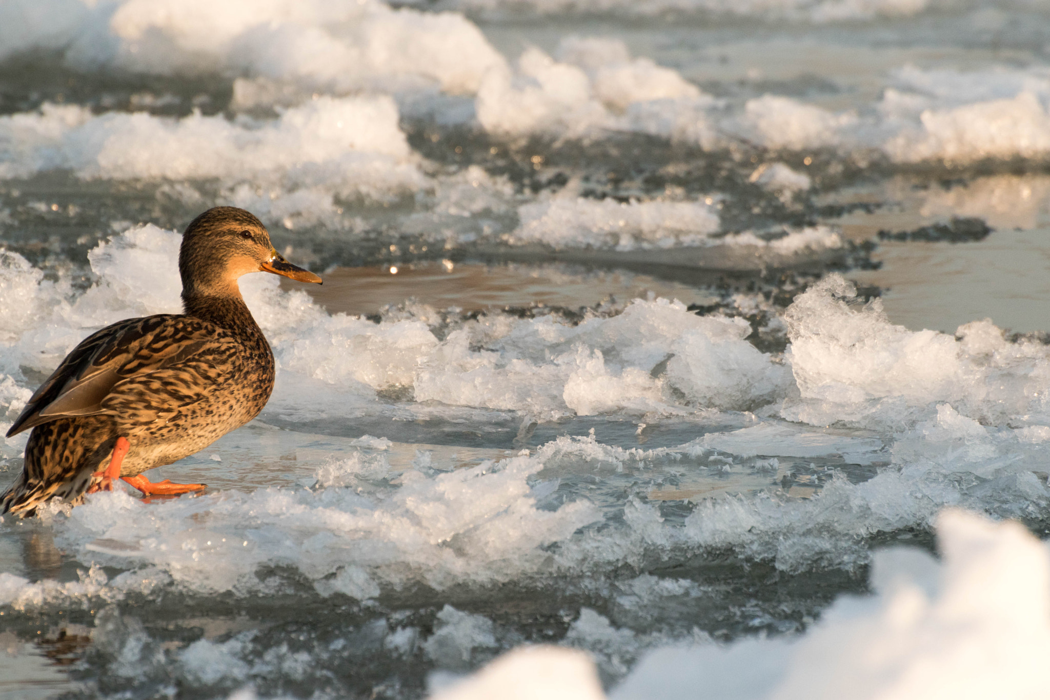 Nikon D5500 sample photo. Duck smile photography