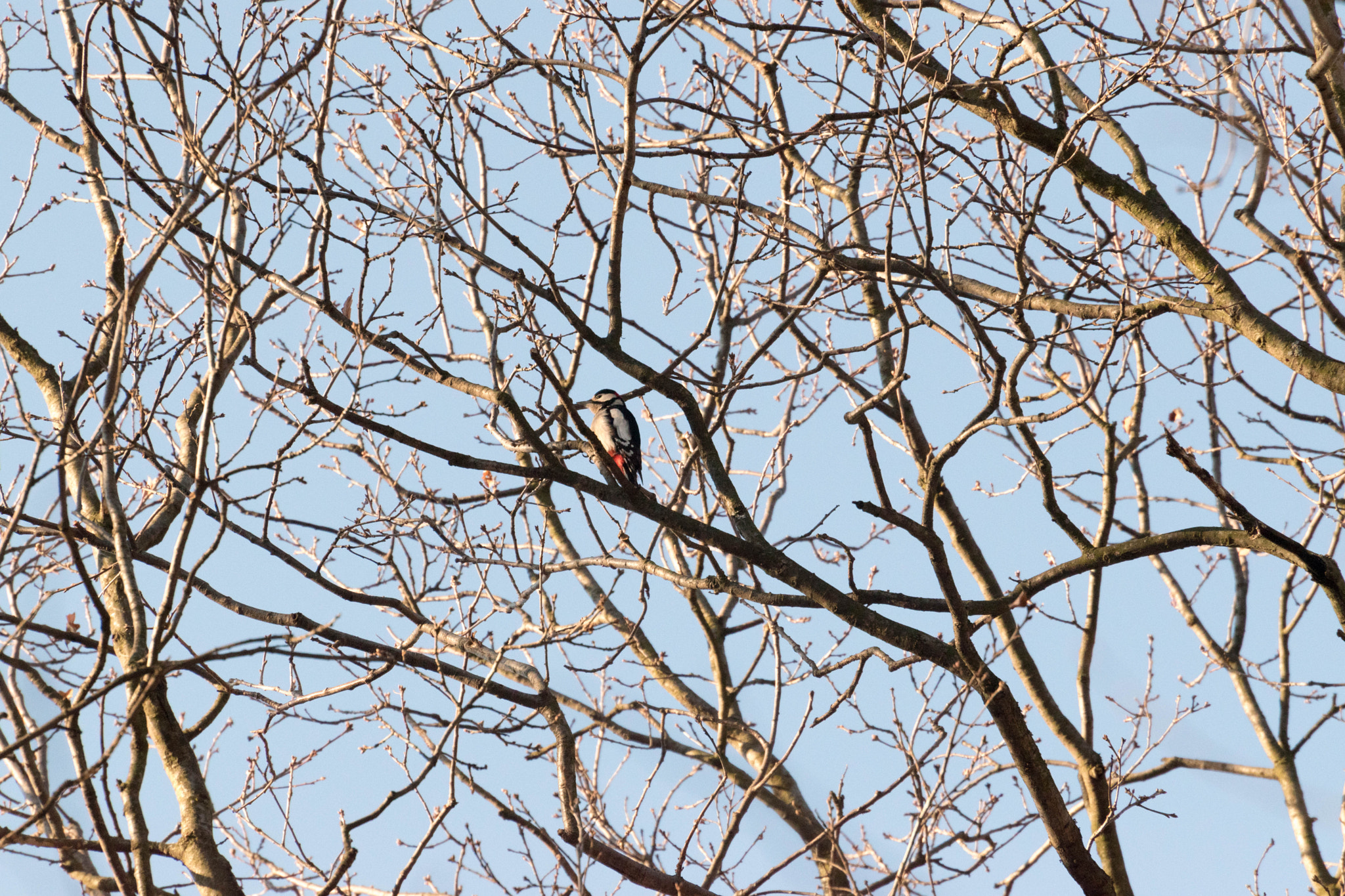 Nikon D5500 sample photo. Dendrocopos major (great spotted woodpecker) photography