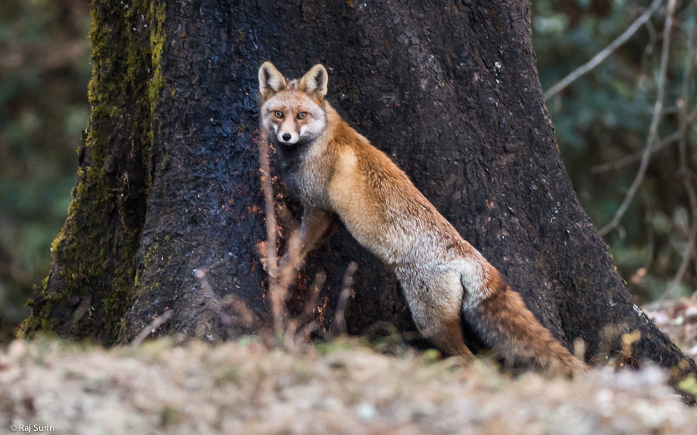 Olympus OM-D E-M5 + OLYMPUS M.300mm F4.0 sample photo. Red fox photography