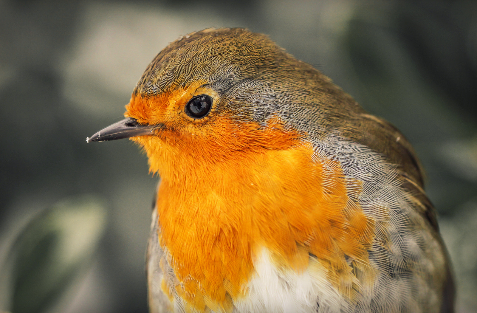 Canon EOS 50D + Canon EF 100mm F2.8L Macro IS USM sample photo. Portrait of a robin photography