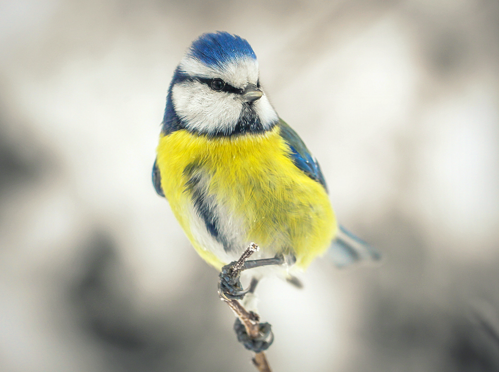 Canon EOS 50D + Canon EF 100mm F2.8L Macro IS USM sample photo. Blue tit photography