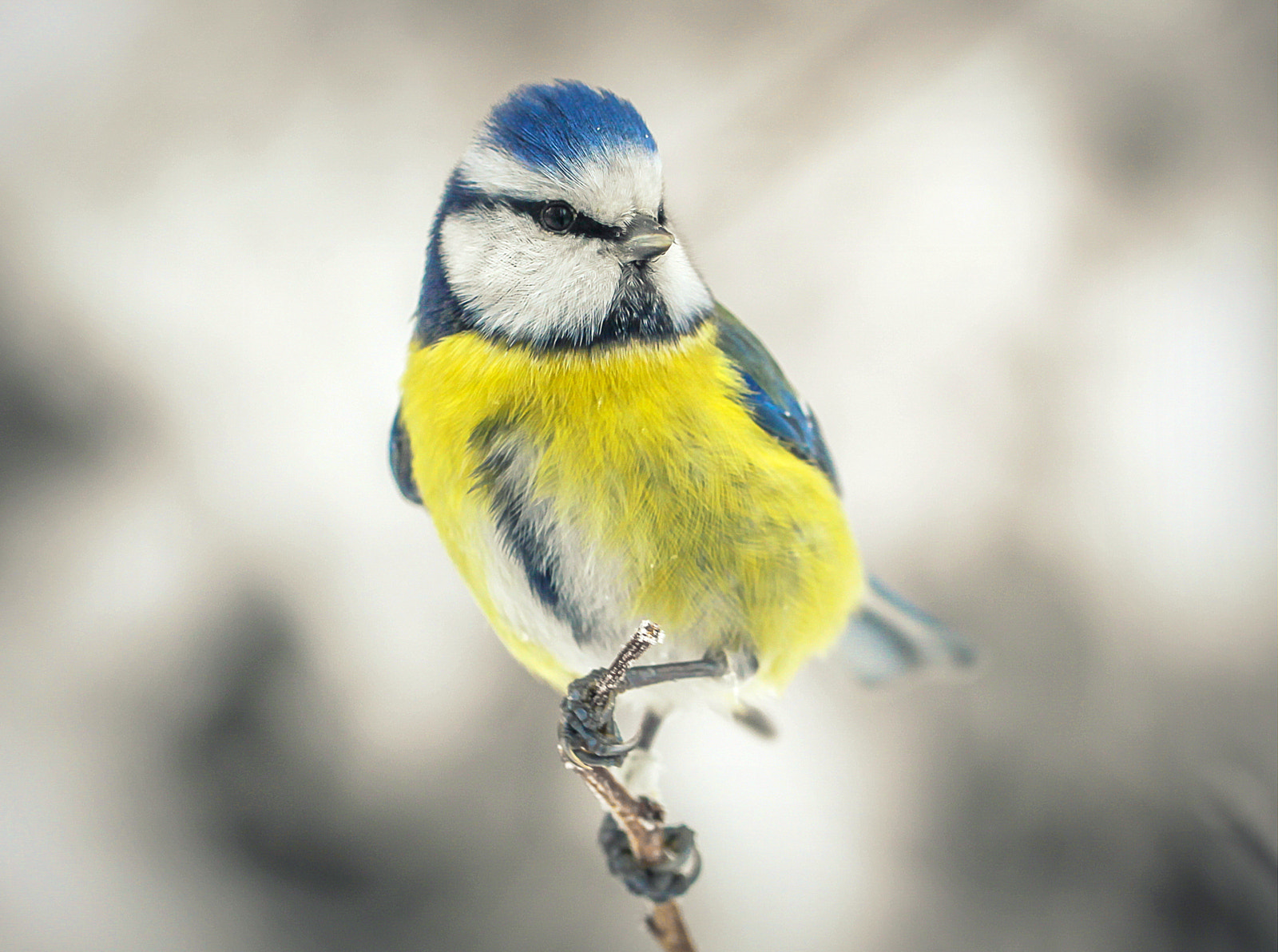 Canon EF 100mm F2.8L Macro IS USM sample photo. Blue tit photography