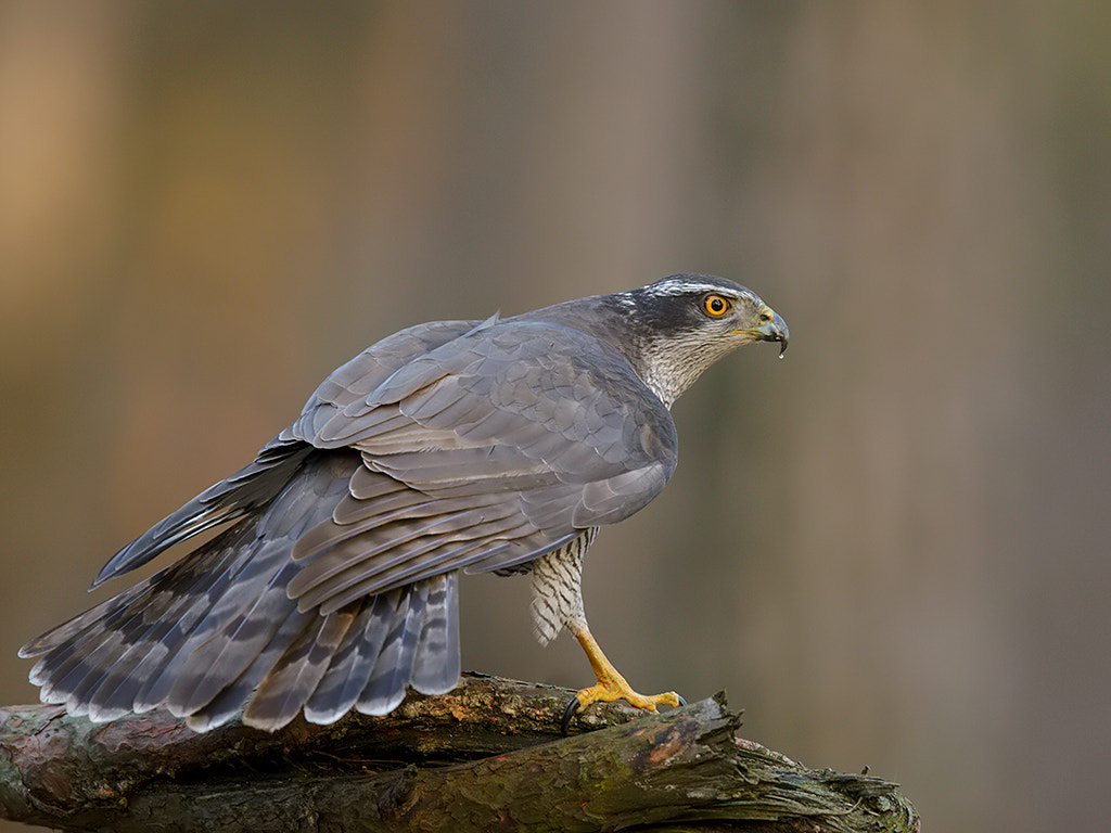 Canon EF 600mm F4L IS II USM sample photo. Northern goshawk  photography