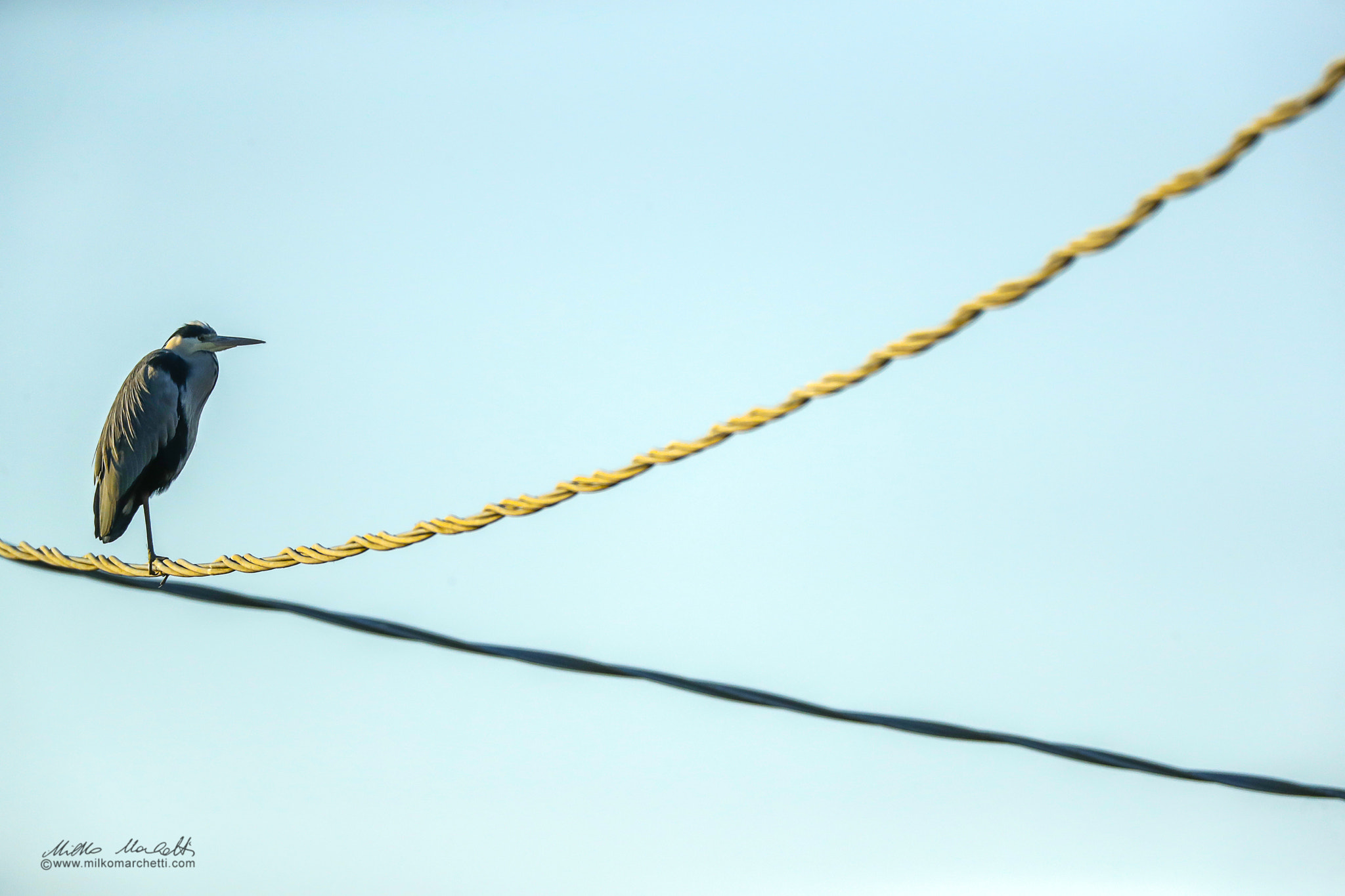 Canon EF 600mm F4L IS USM sample photo. Heron on cable photography