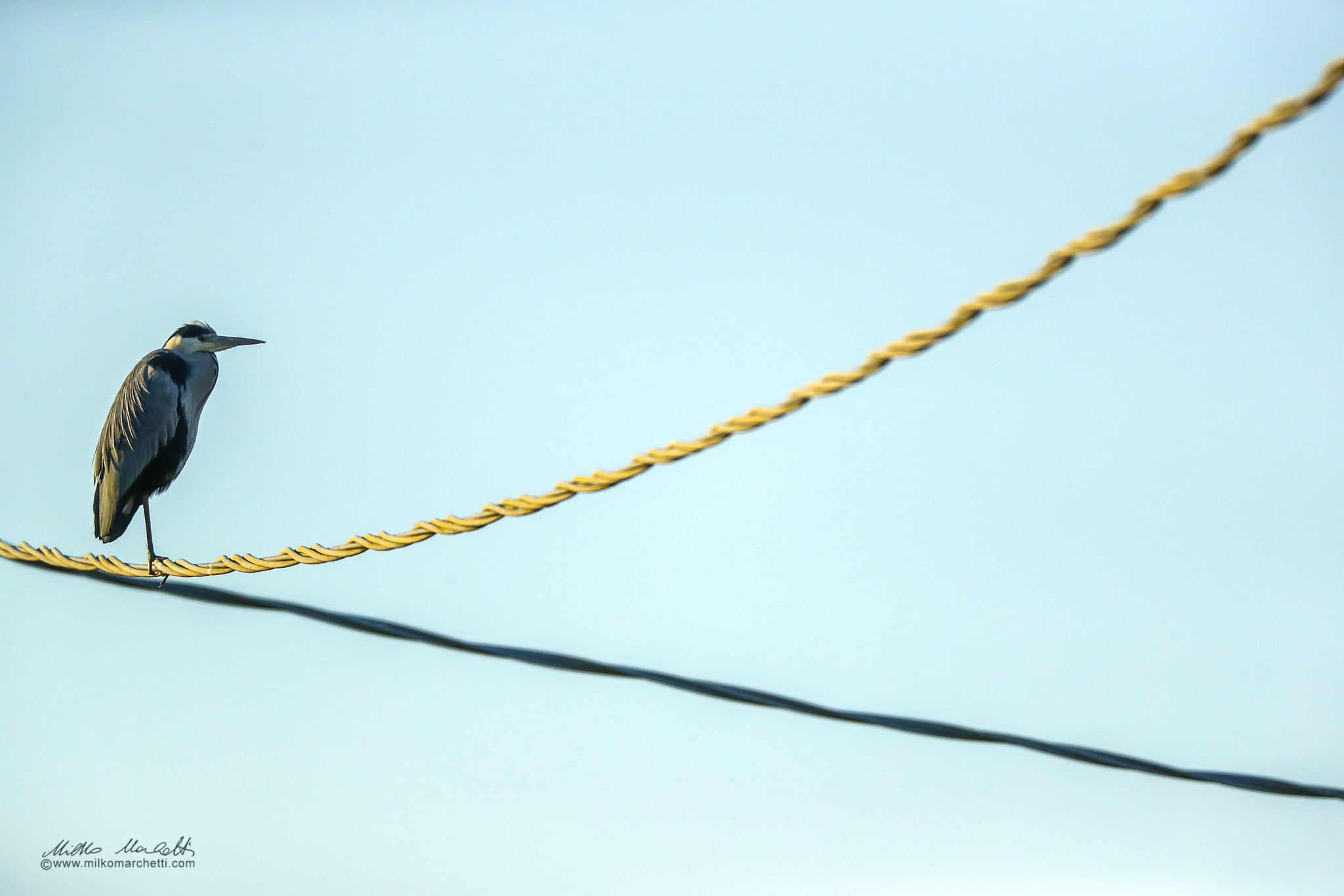 Canon EOS-1D X Mark II sample photo. Heron on cable photography