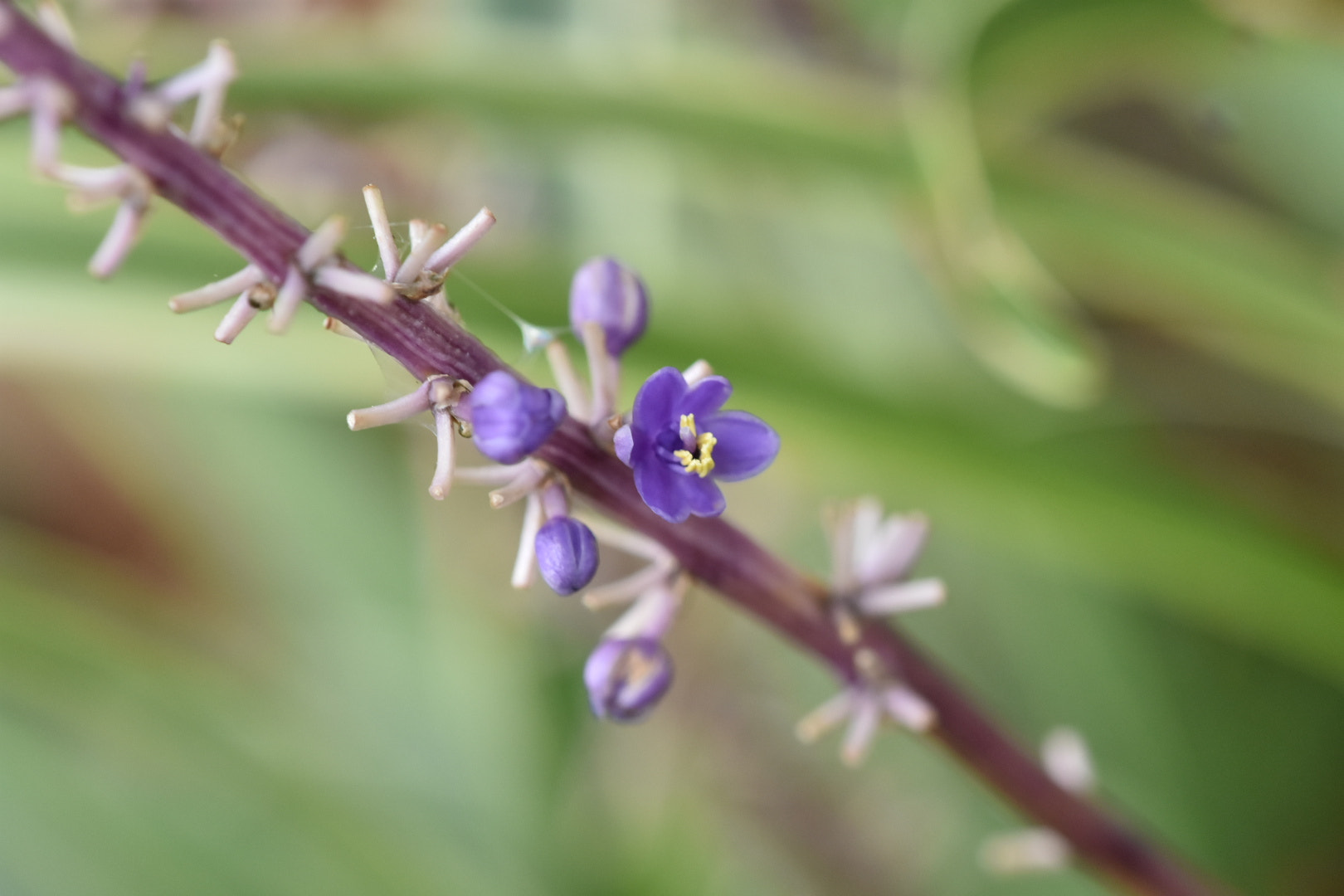 Nikon AF-S DX Micro-Nikkor 85mm F3.5G ED VR sample photo