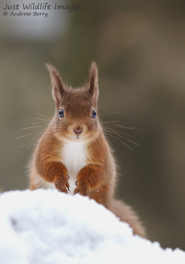 Canon EOS 7D + Canon EF 300mm F2.8L IS USM sample photo. Squirrel in the snow photography