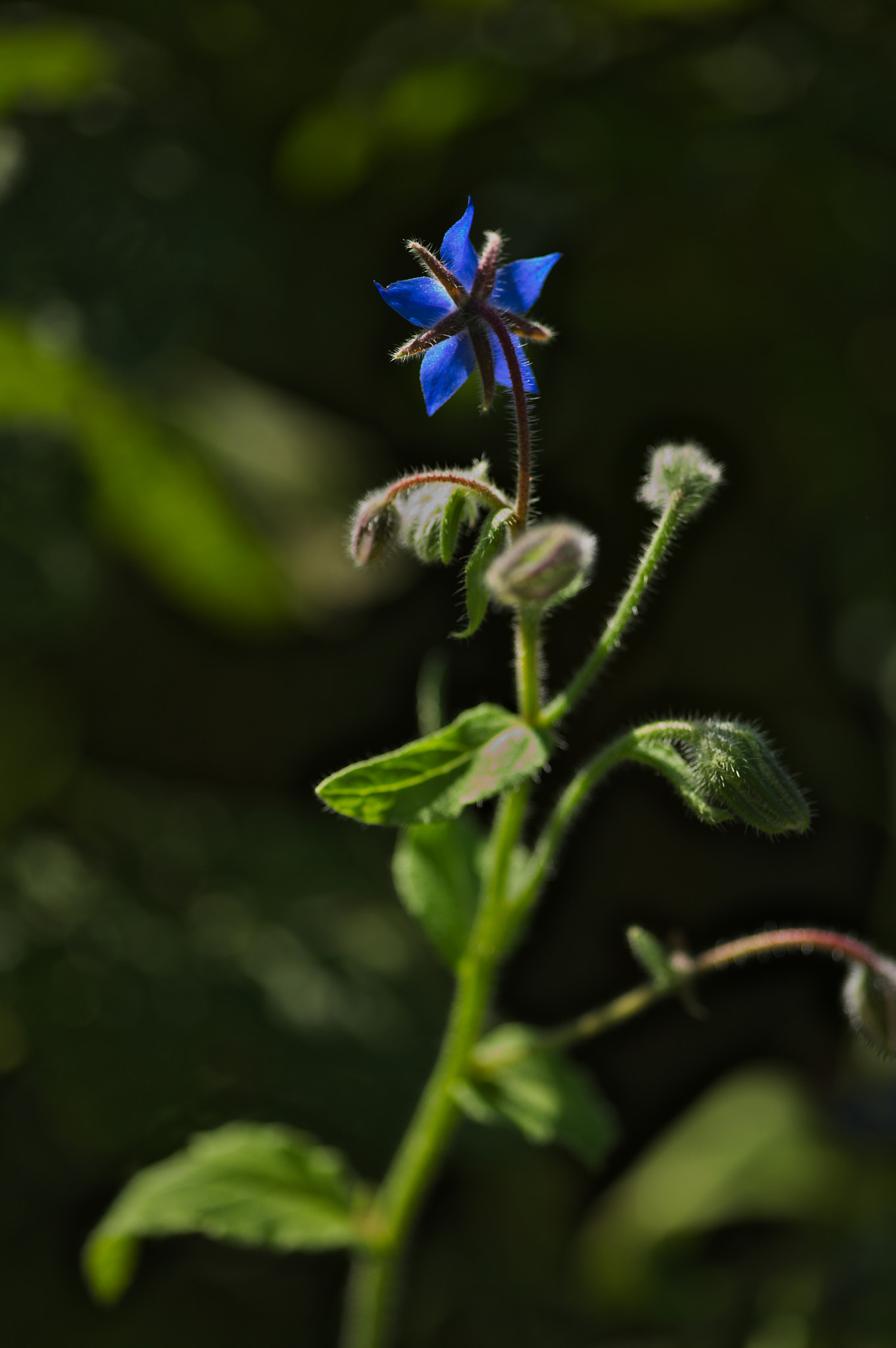 Canon EOS 5D + Sigma 105mm F2.8 EX DG Macro sample photo. Img_2469.jpg photography