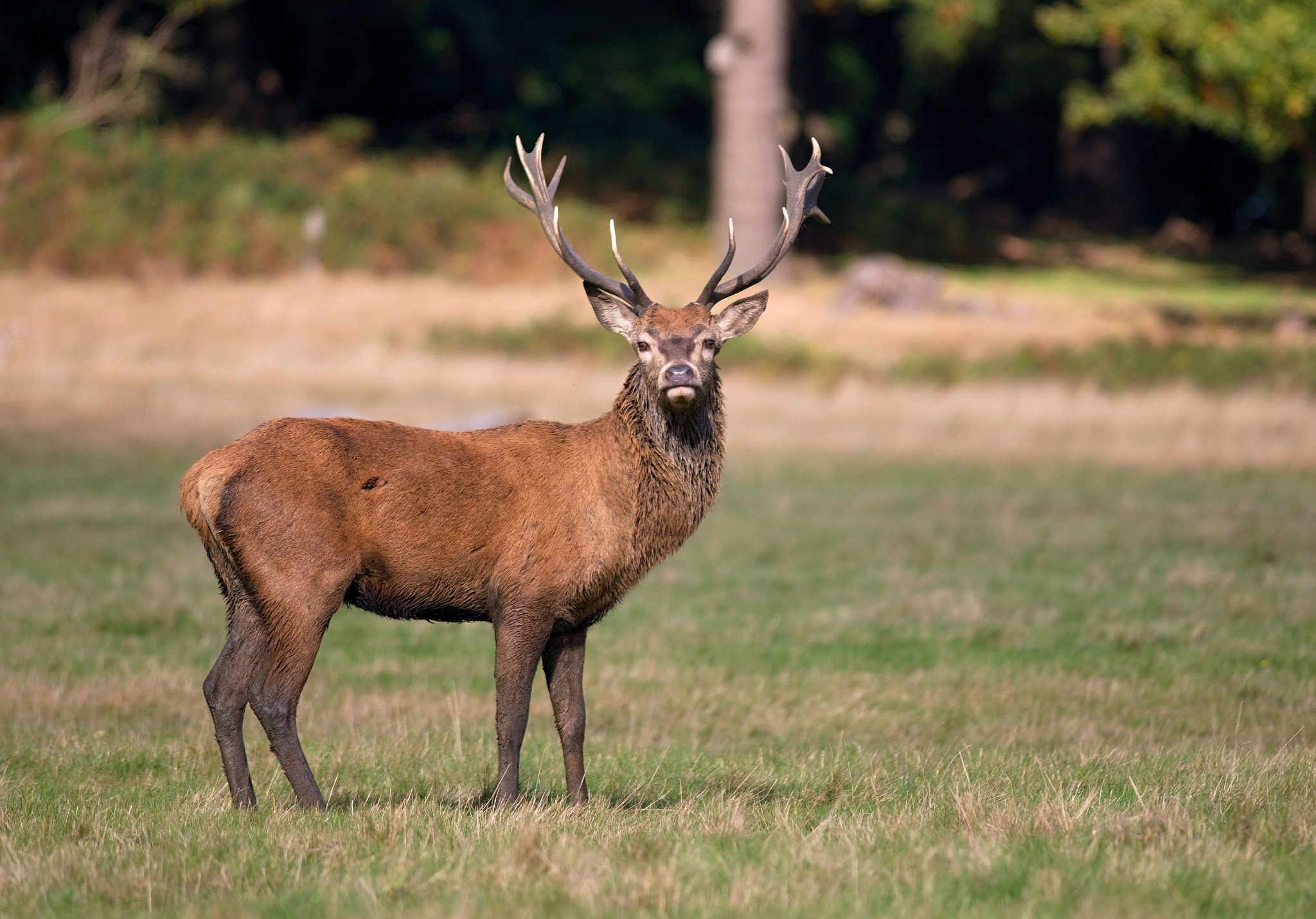 Nikon D610 sample photo. Red deer photography