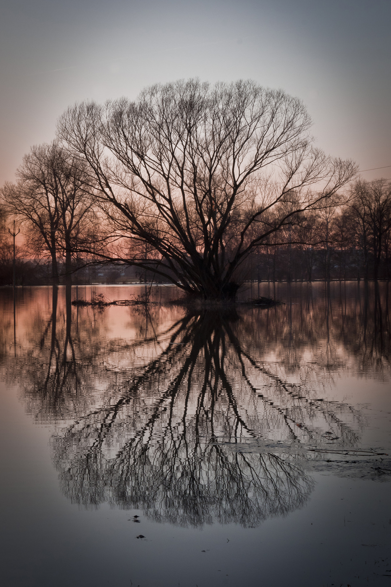 Canon EOS 50D sample photo. Flooding tree photography