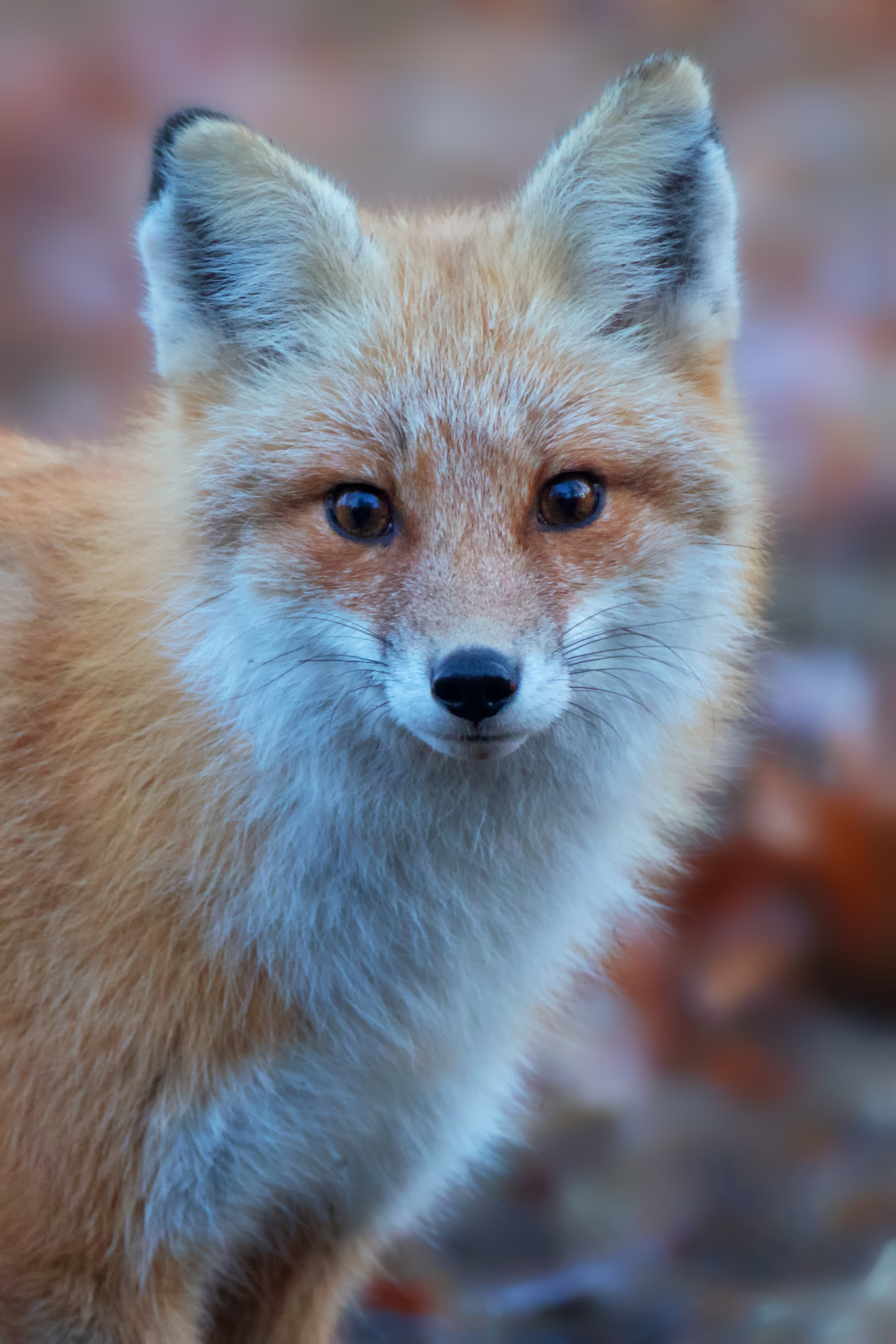 Canon EF 500mm F4L IS USM sample photo. Bright face forest portrait photography